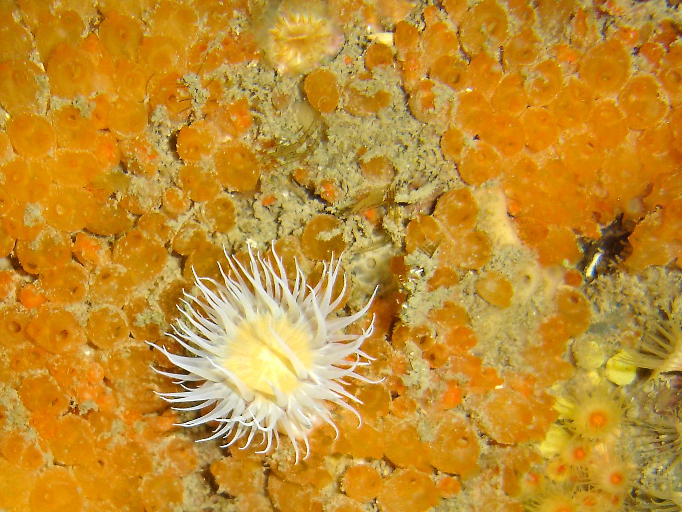 Fried egg anemone (Actinothoe sphyrodenta), Yellow cluster anemone (Parazoanthus axinellae), Orange sea squirt (Stolonica socialis), Devonshire cup-coral