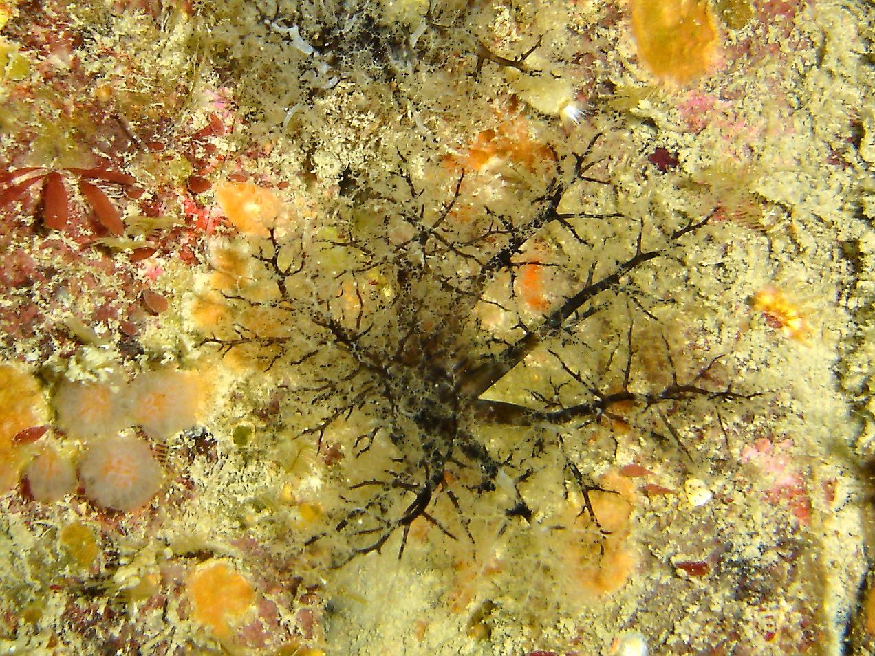 Club sea squirt (Aplidium punctum) & Crevice sea cucumber