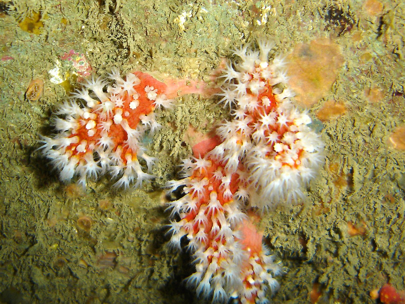 Red fingers (Alcyonium glomeratum)