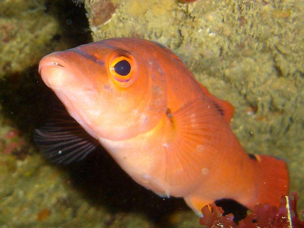 Cuckoo wrasse (female)
