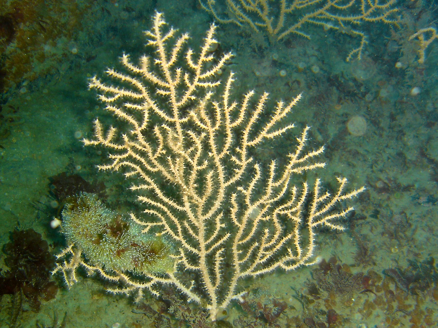 Pink sea fan & Sparkling sea squirt (Pycnoclavella aurilucens)
