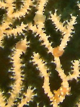 Pink sea fan & sea slugs