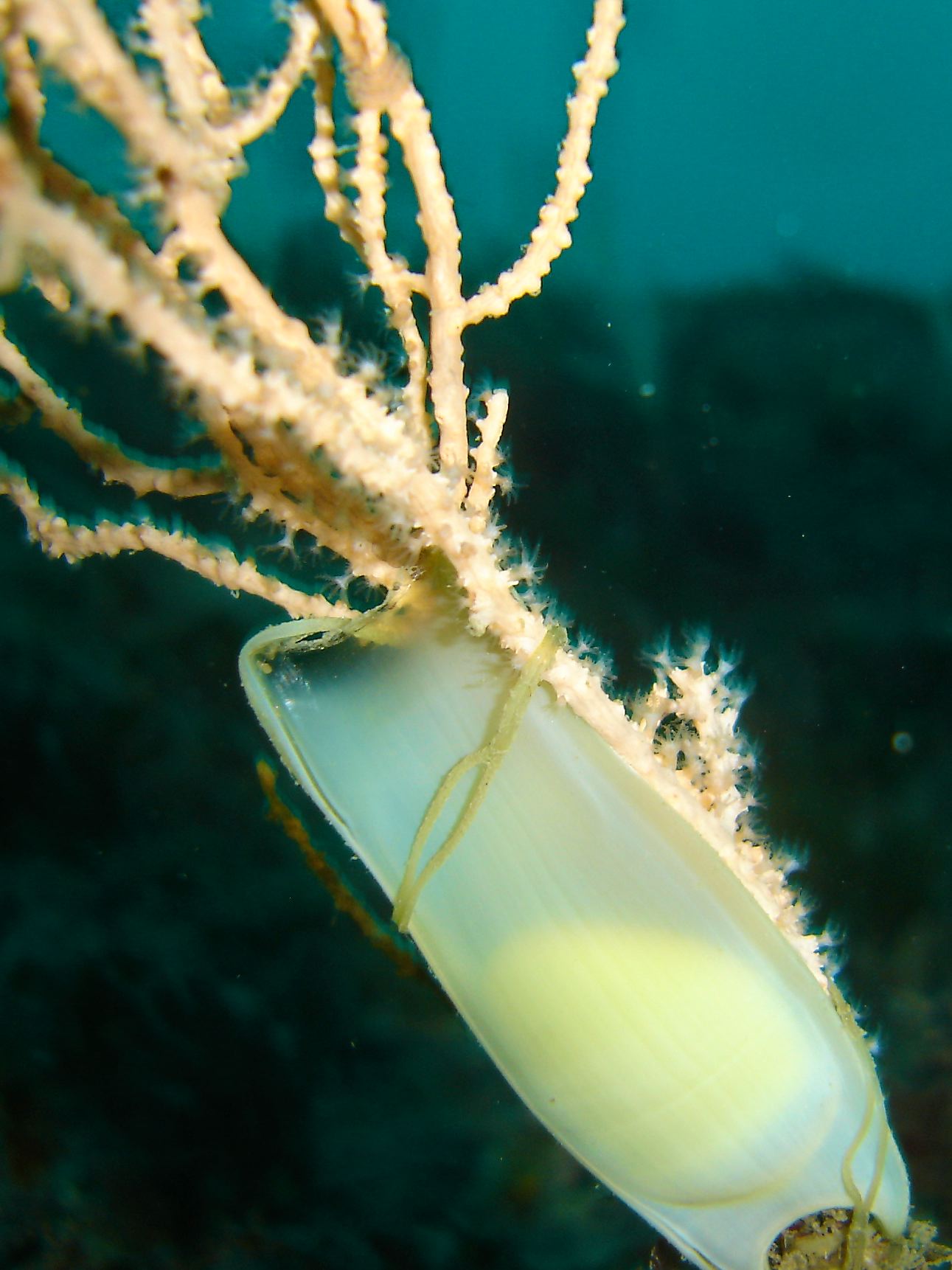 Dogfish egg case (mermaid's purse) on Pink sea fan