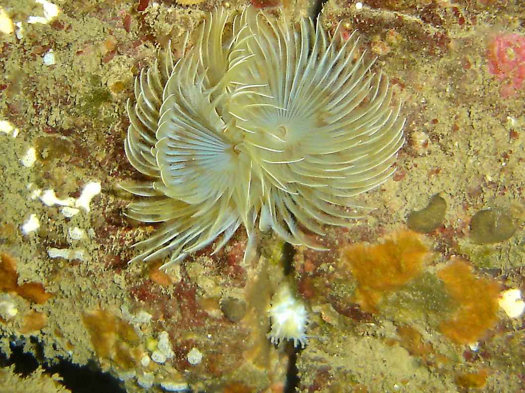 Double spiral worm (Bispira volutacornis)