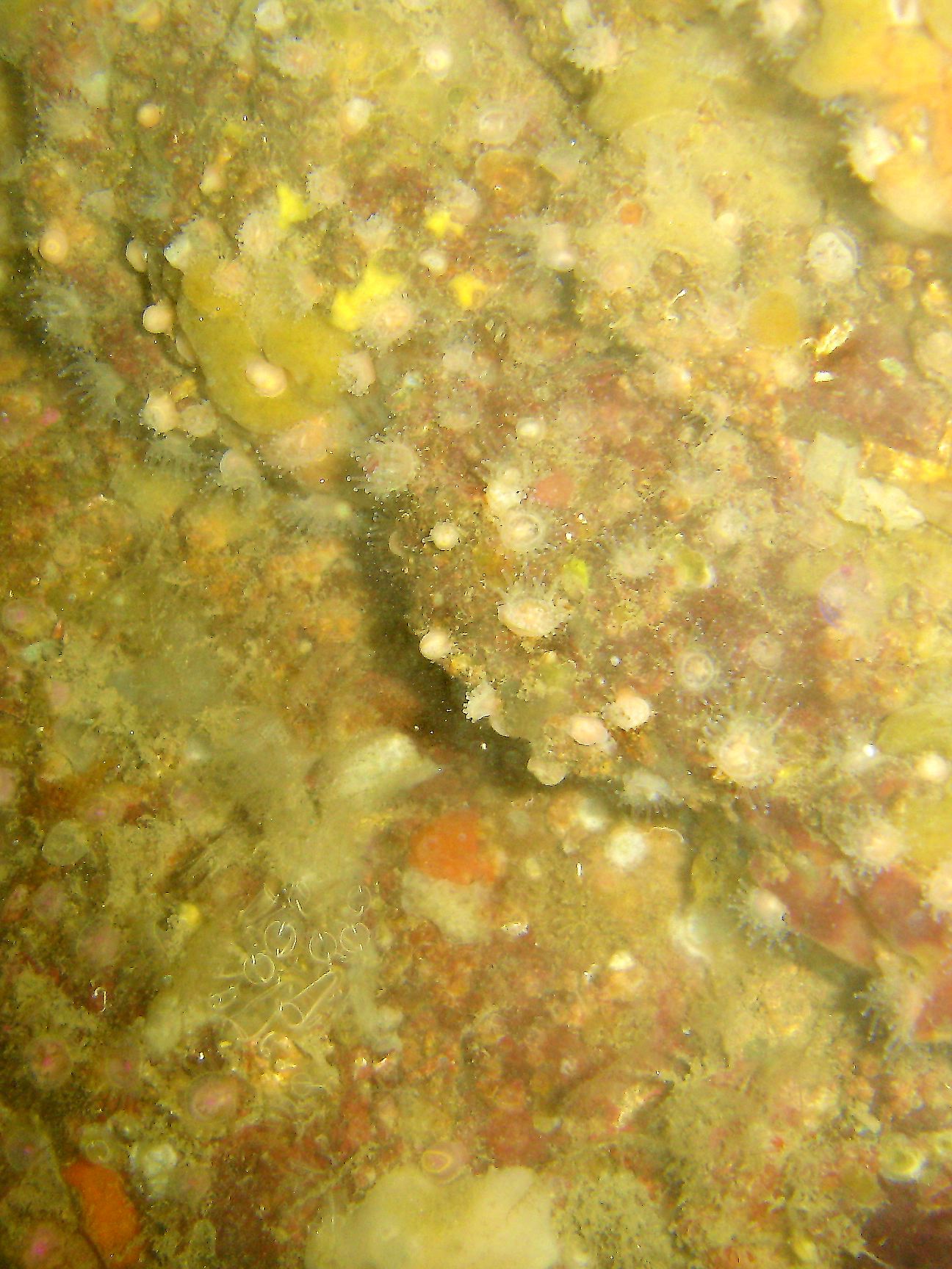 Light-bulb sea squirt & Jewel anemone