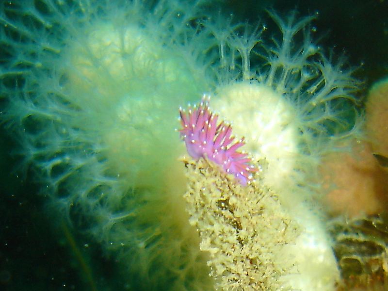 Violet sea slug (Flabellina pedata)