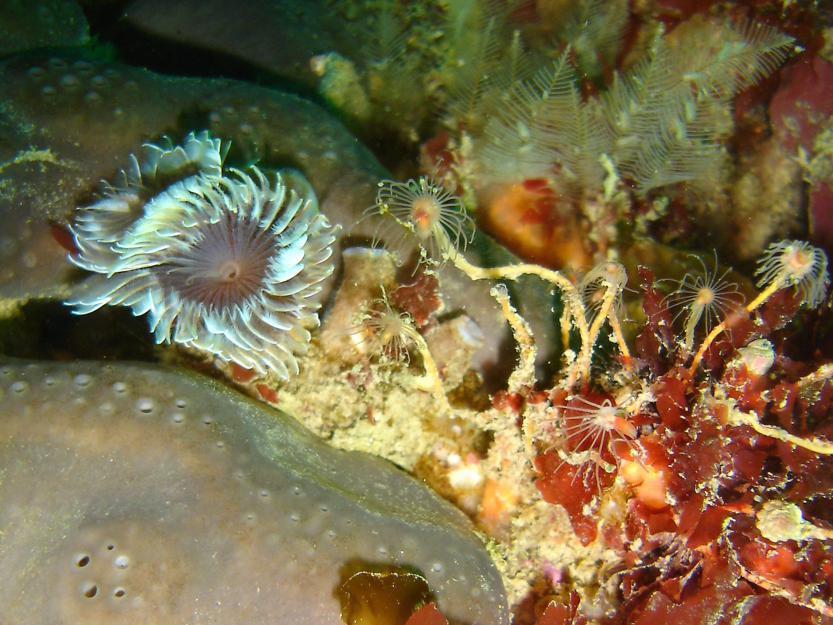 Double spiral worm (Bispira volutacornis), Elephant's hide sponge (Pachymatisma johnstonia), Oaten pipe hydroid (Tubularia indivisa)