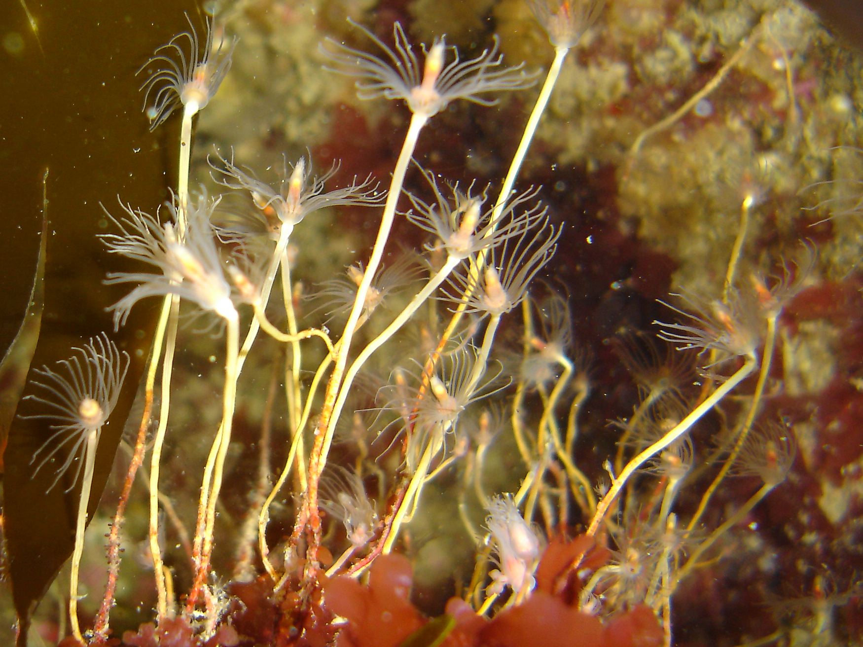 Oaten pipe hydroid (Tubularia indivisa)