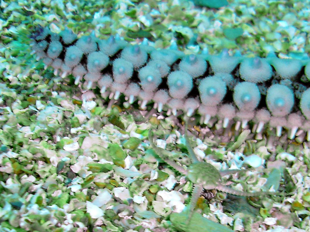 Sand brittlestar & Spiny starfish