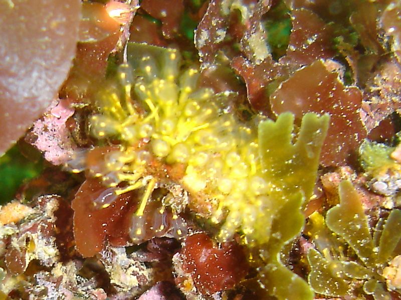 Sparkling sea squirt (Pycnoclavella aurilucens)