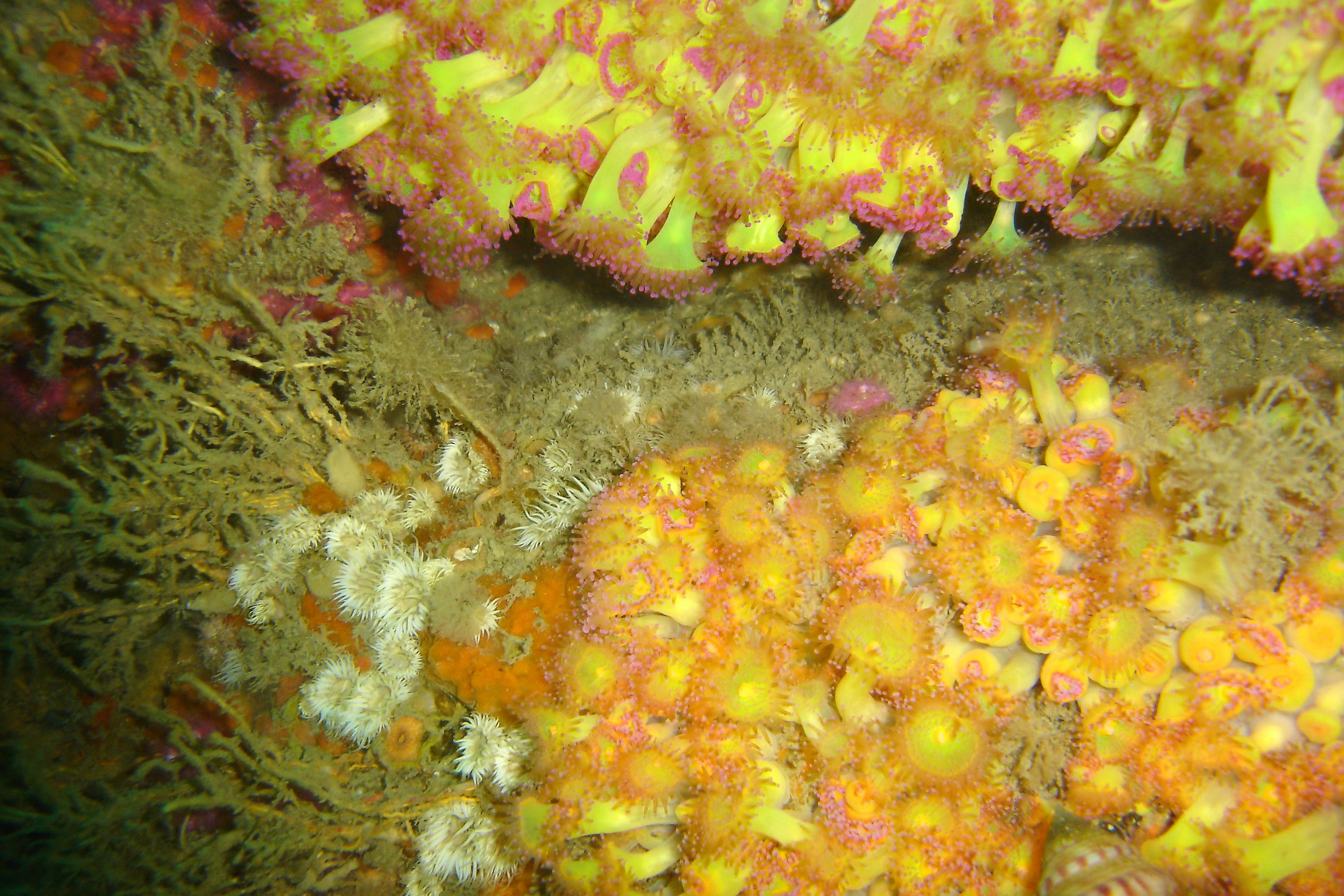 Jewel & Plumose anemones