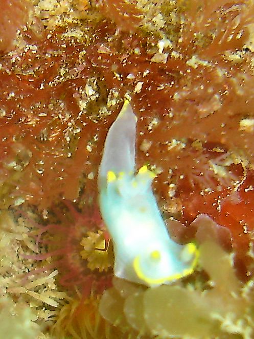 Polycera faeroensis (nudibranch)