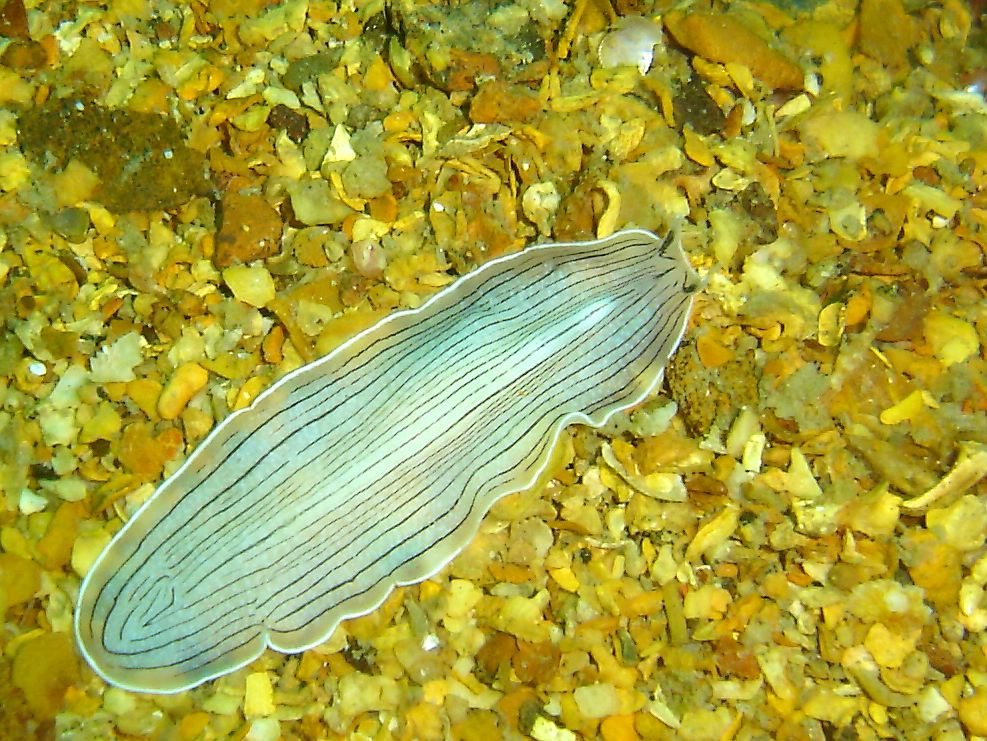 Candy stripe flatworm (Prostheceraeus vittatus)