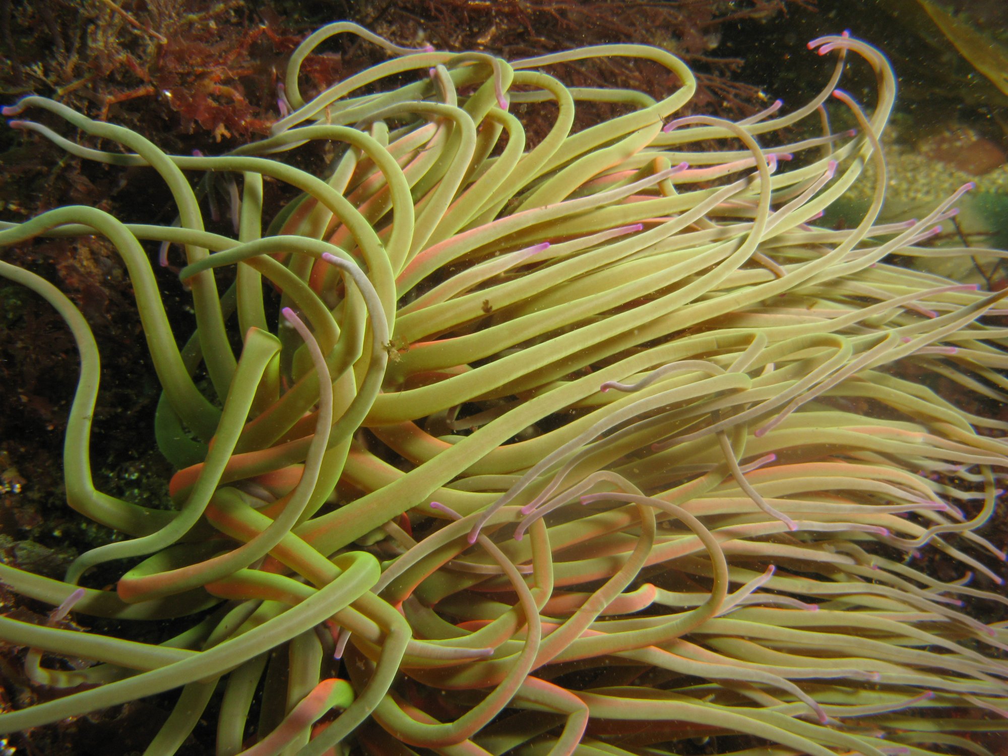 Snakelocks anemone (Anemonia viridis)
