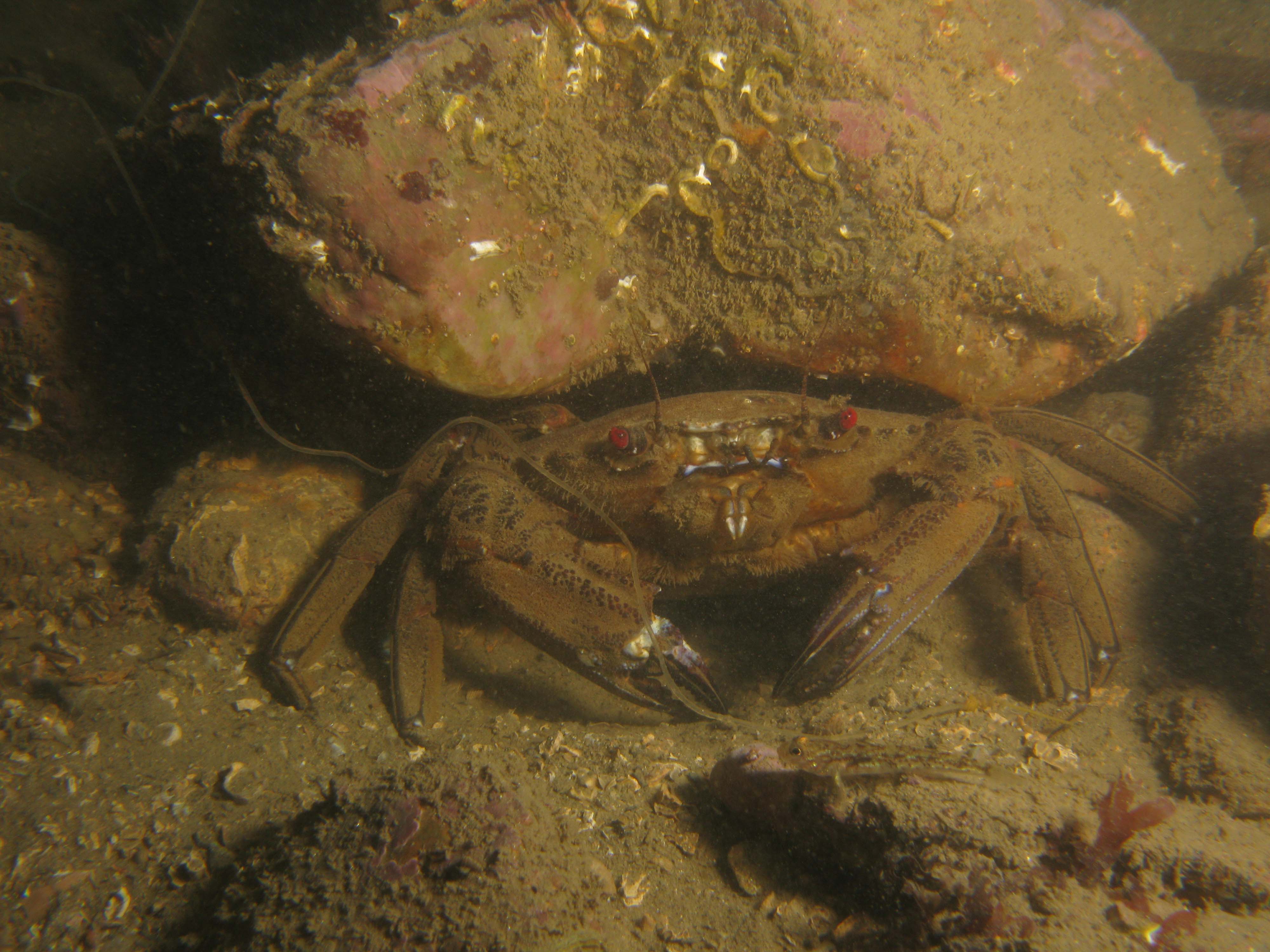 Velvet swimming crab