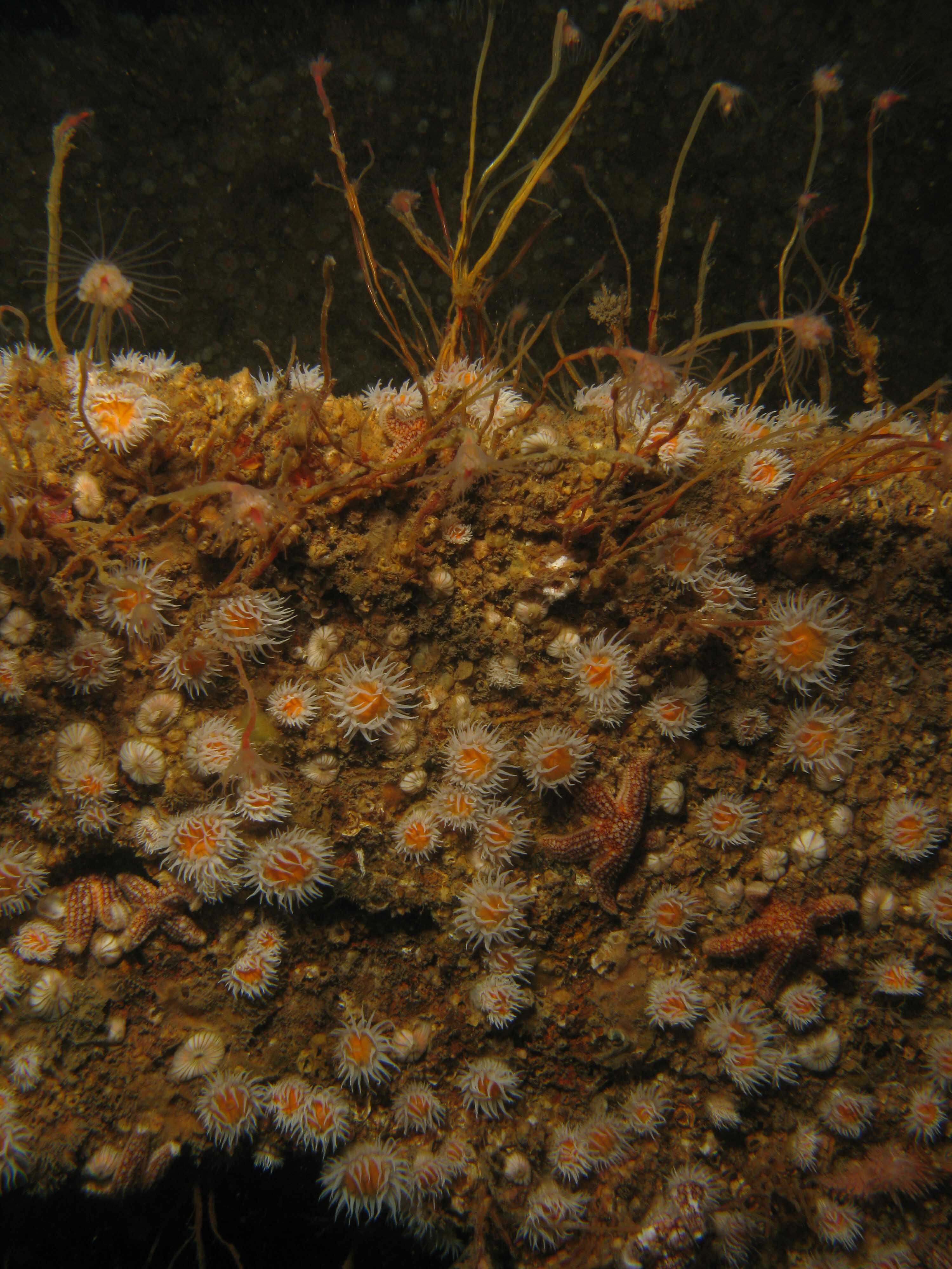 Devonshire cup-corals & Oaten pipe hydroids