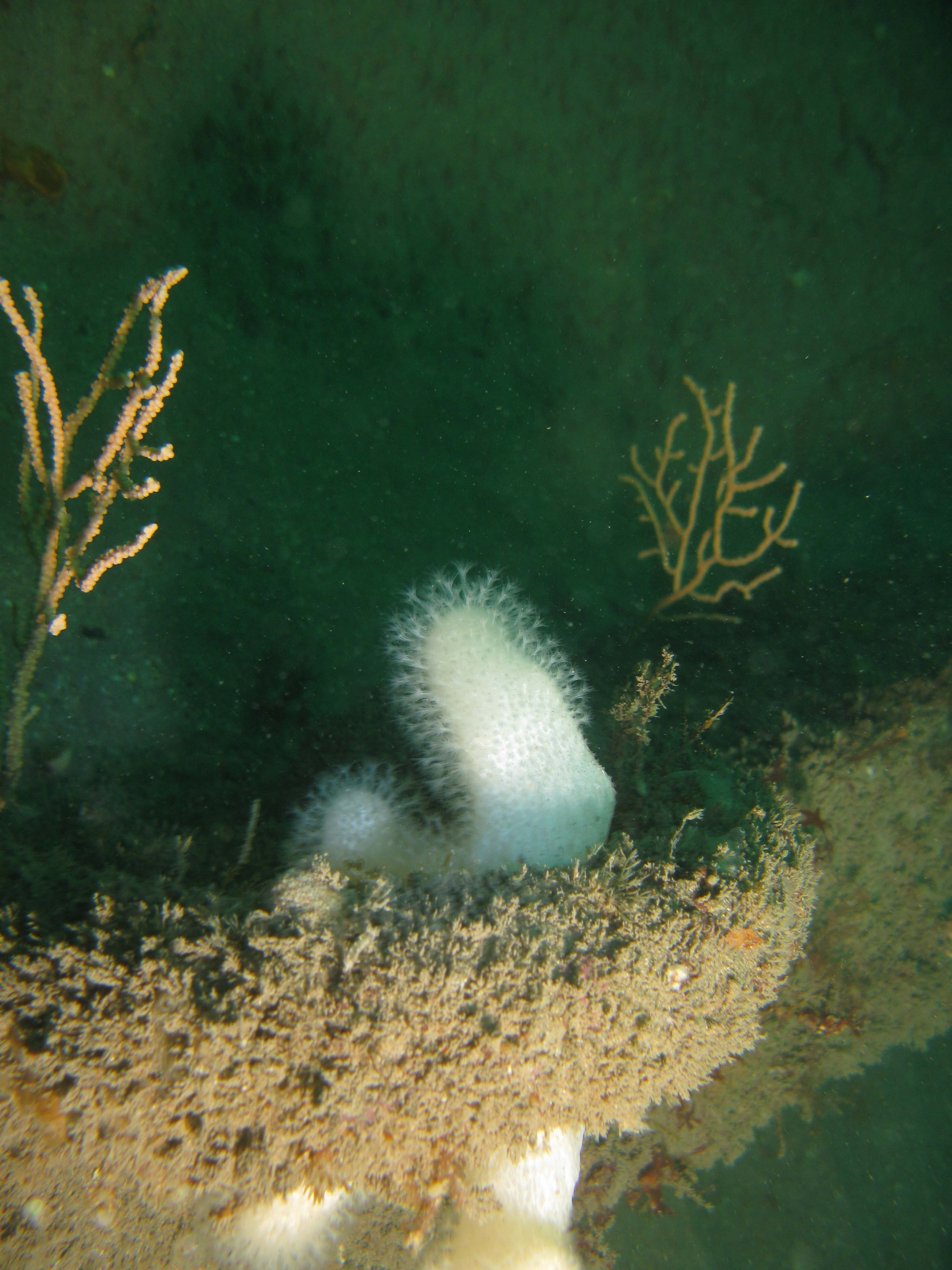 Pink sea fan & dead mens fingers