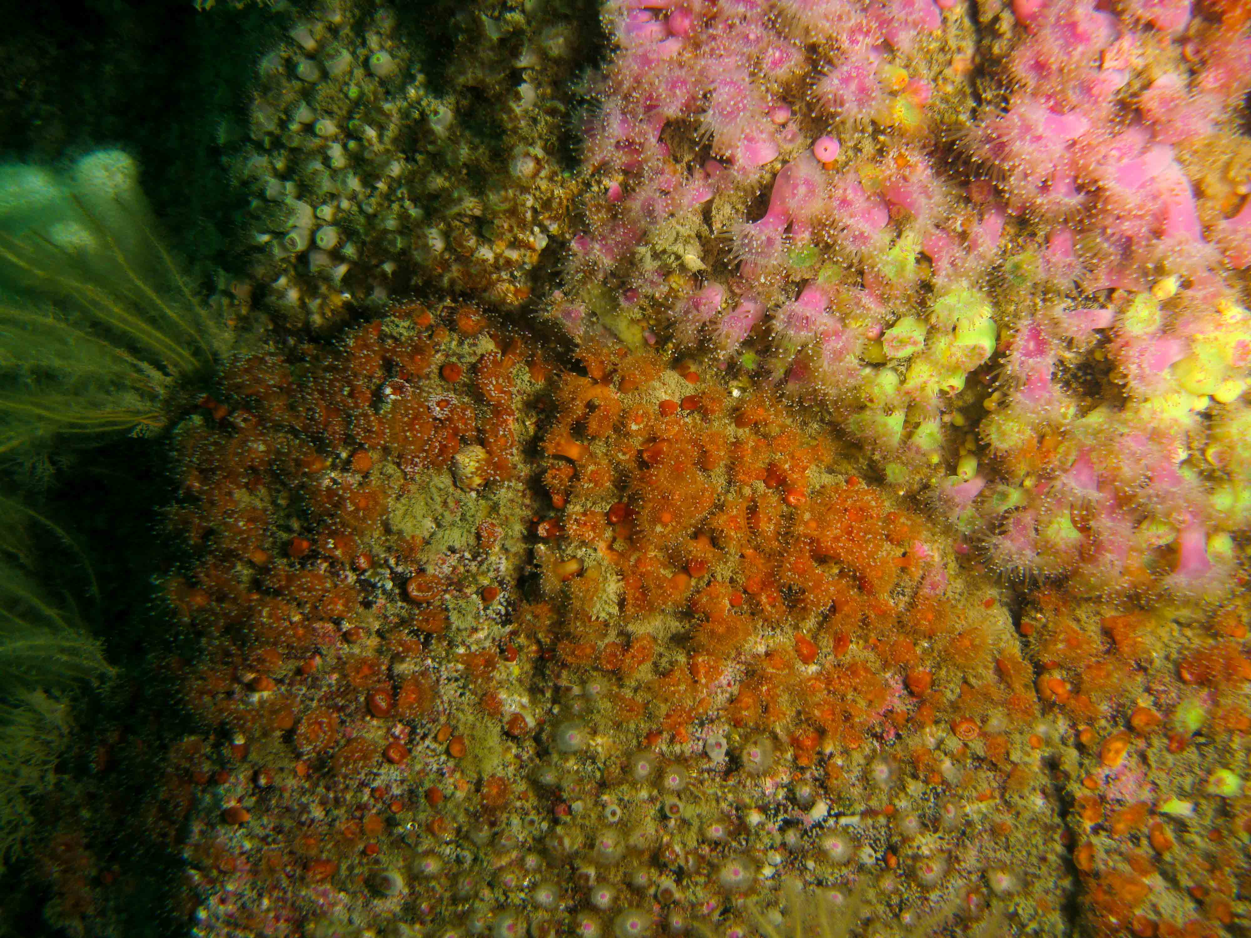 Jewel anemones Jewel anemones