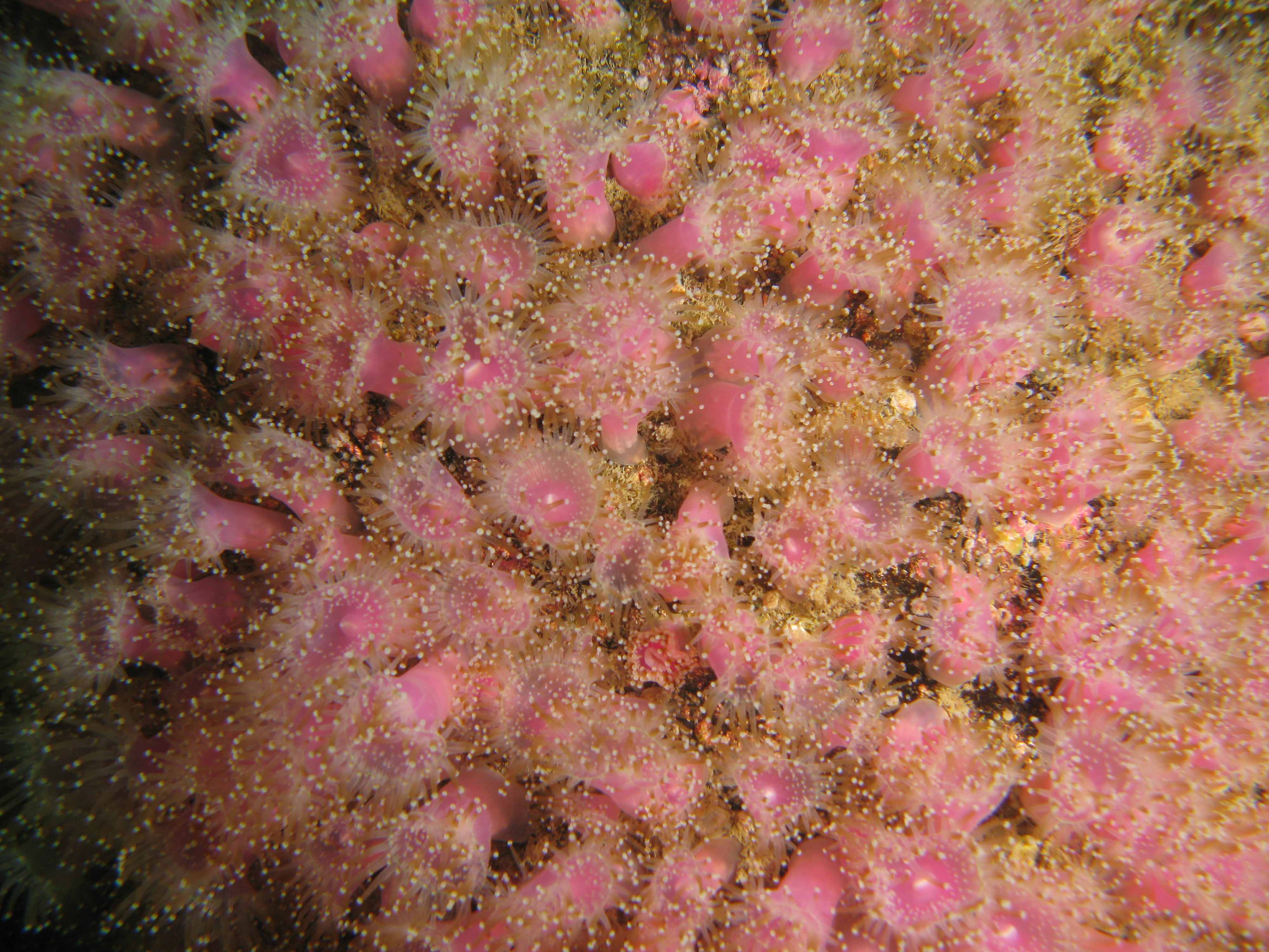 Jewel anemones Jewel anemones