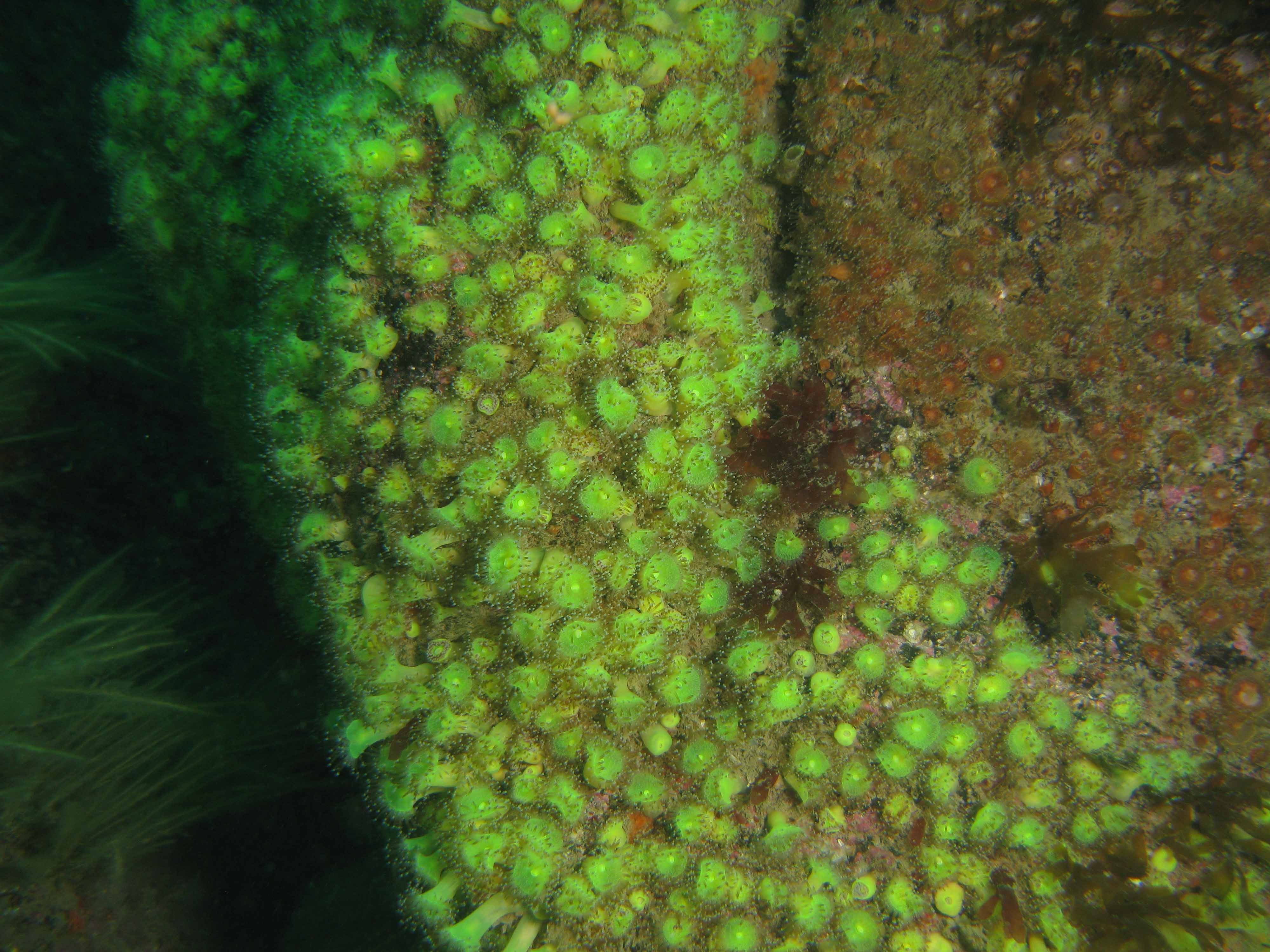 Jewel anemones Jewel anemones