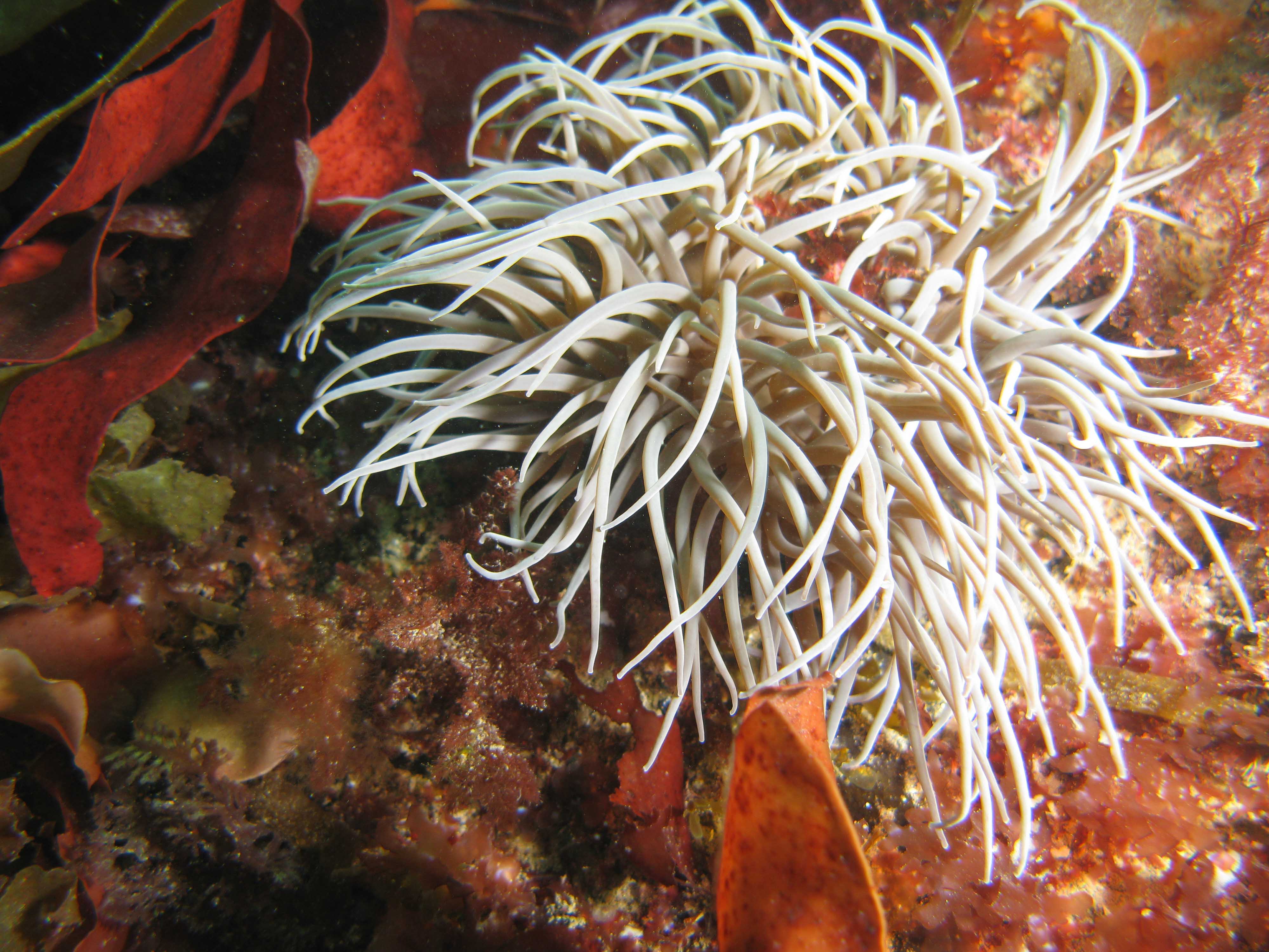 Snakelocks anemone