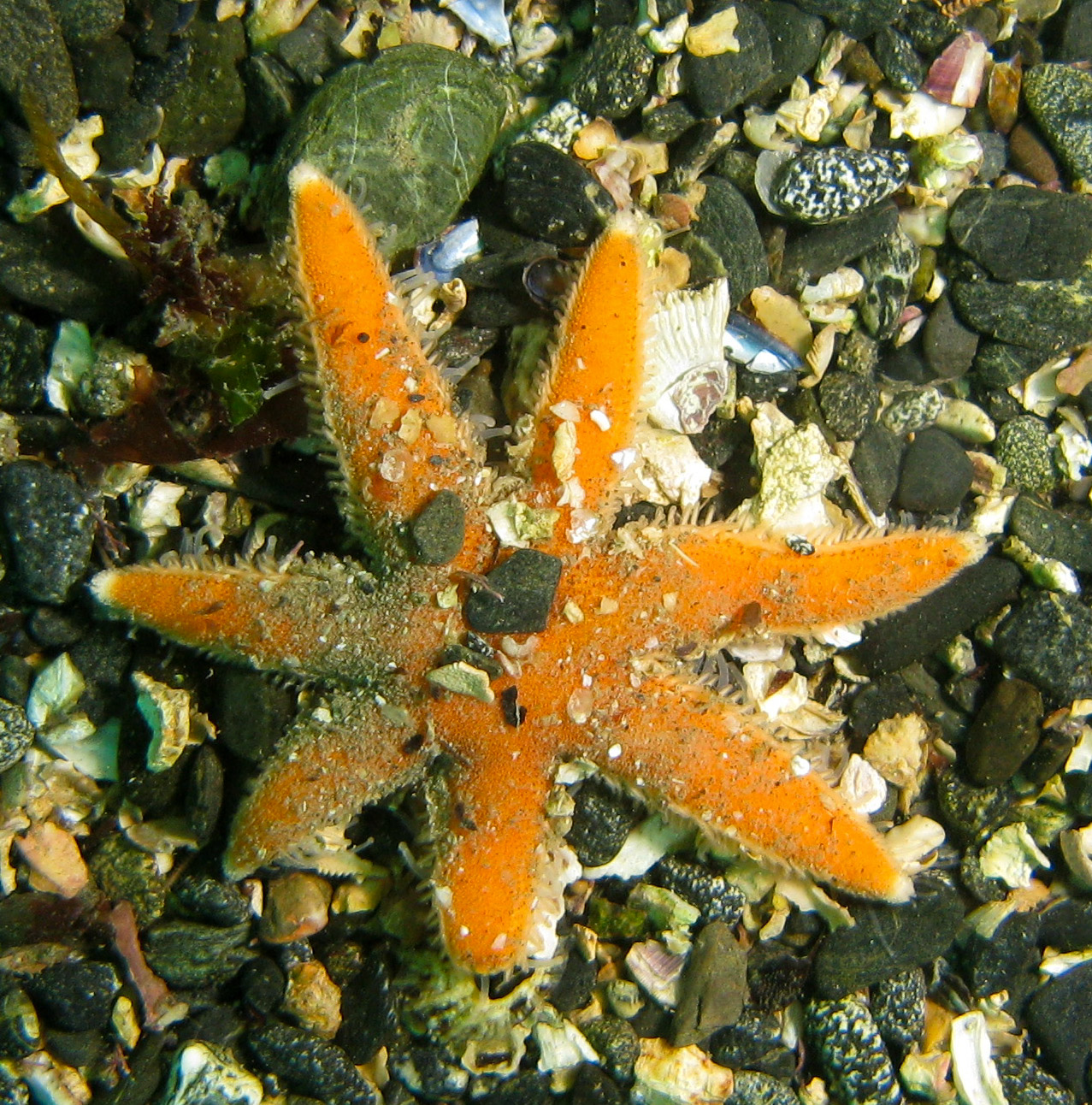 Seven armed starfish (Luidia ciliaris)
