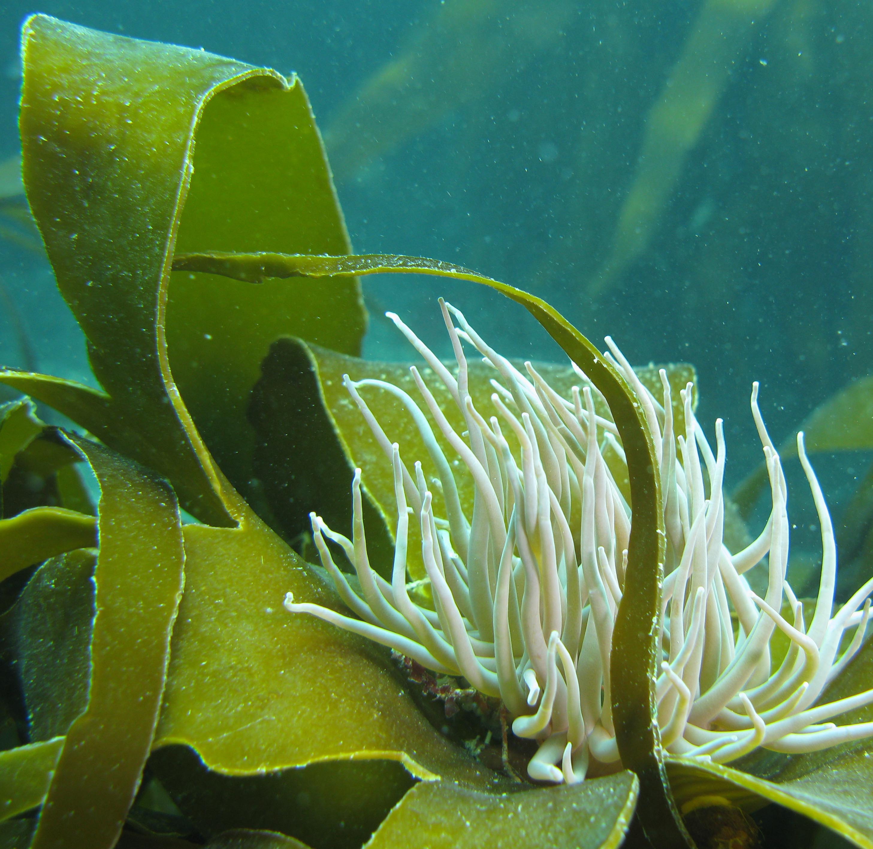 Leach's spider crab under snakelocks anemone