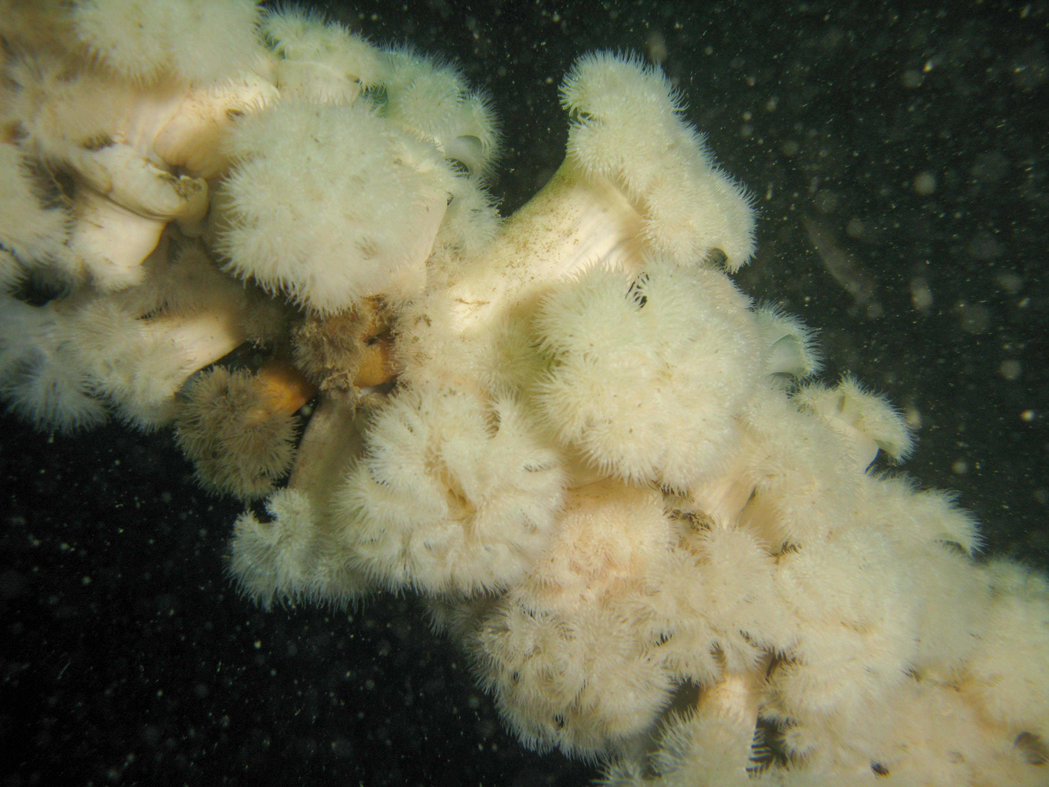 Plumose anemones Plumose anemones