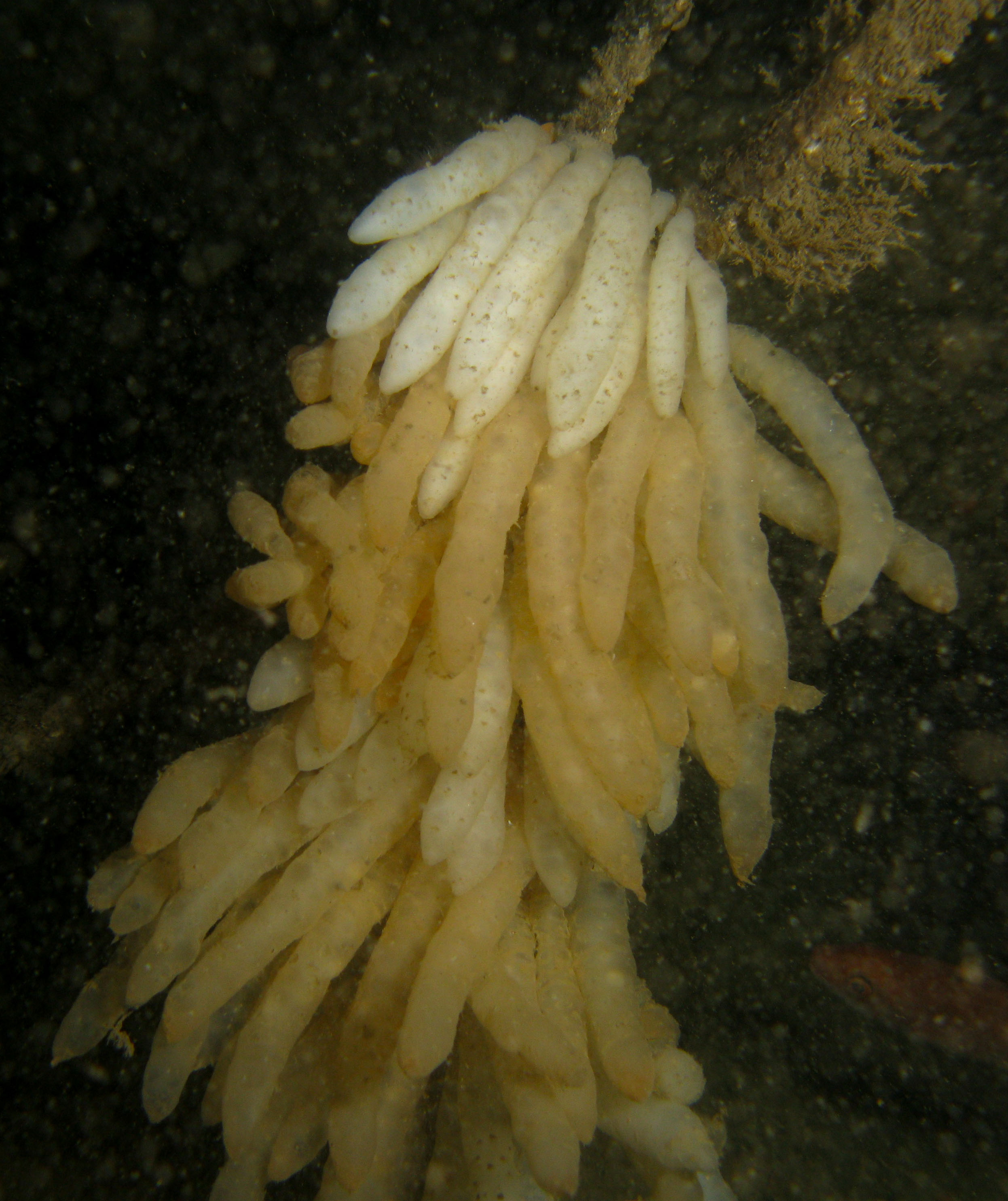 Squid eggs Squid eggs