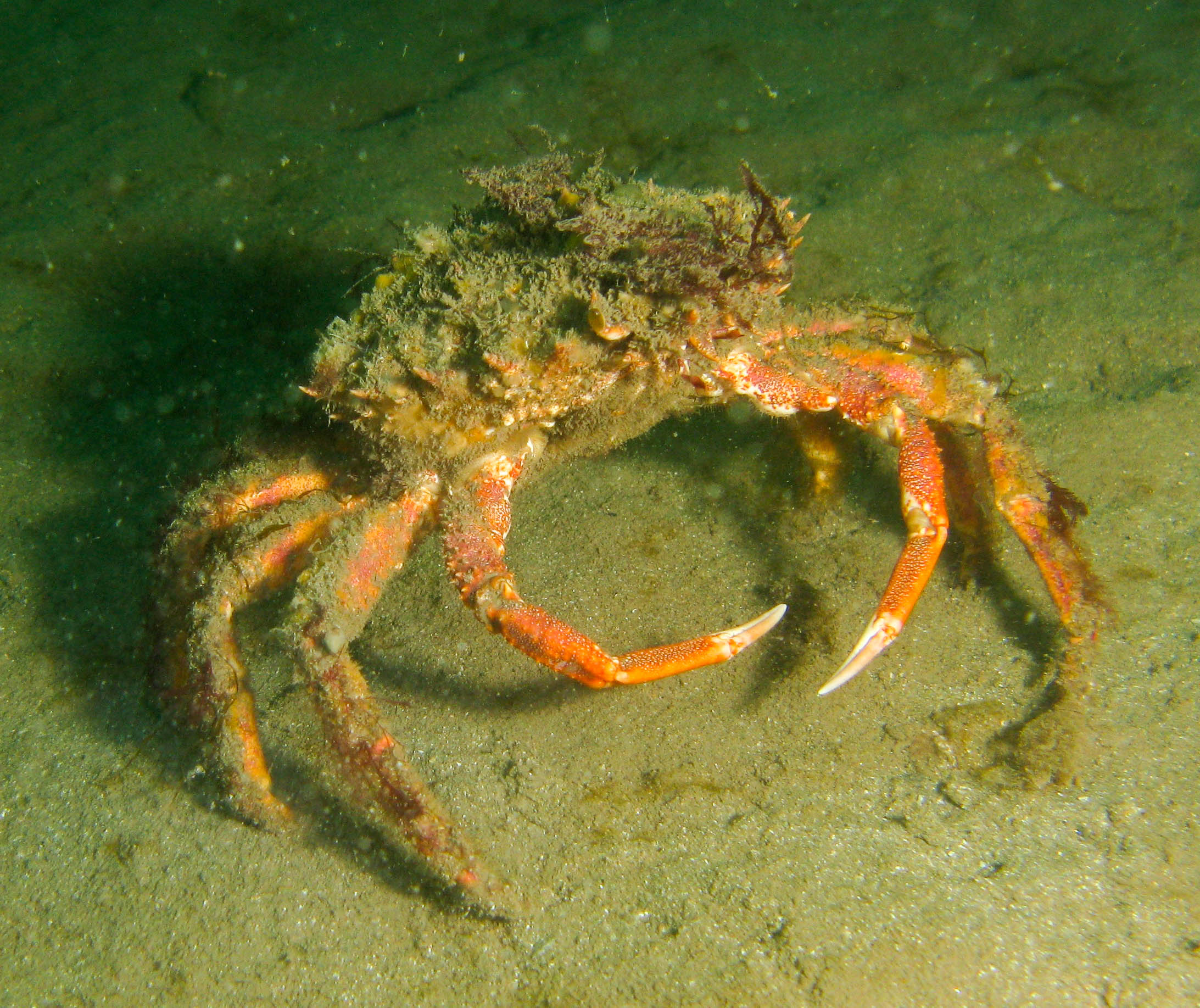 Spider crab