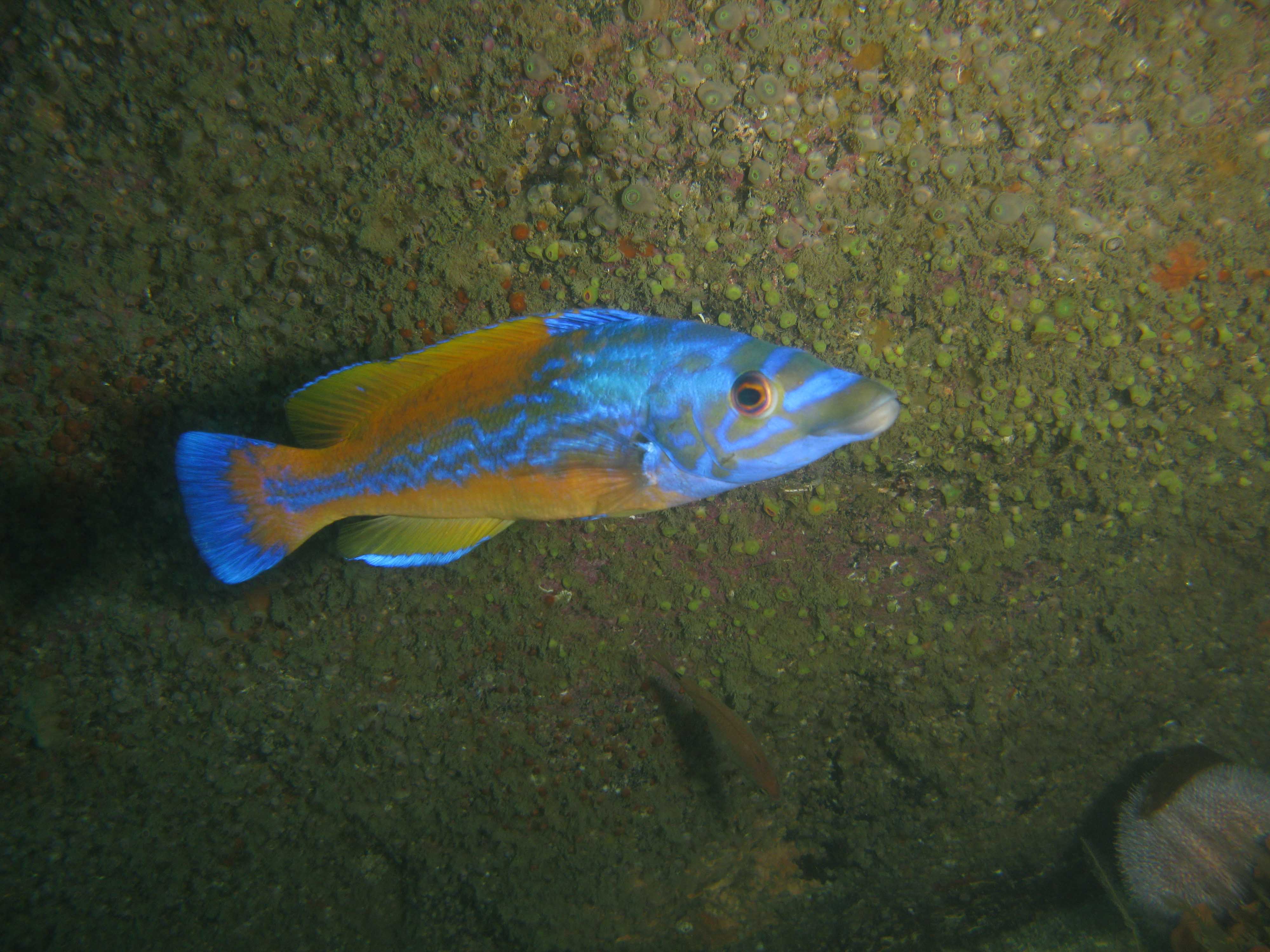 Cuckoo wrasse Cuckoo wrasse