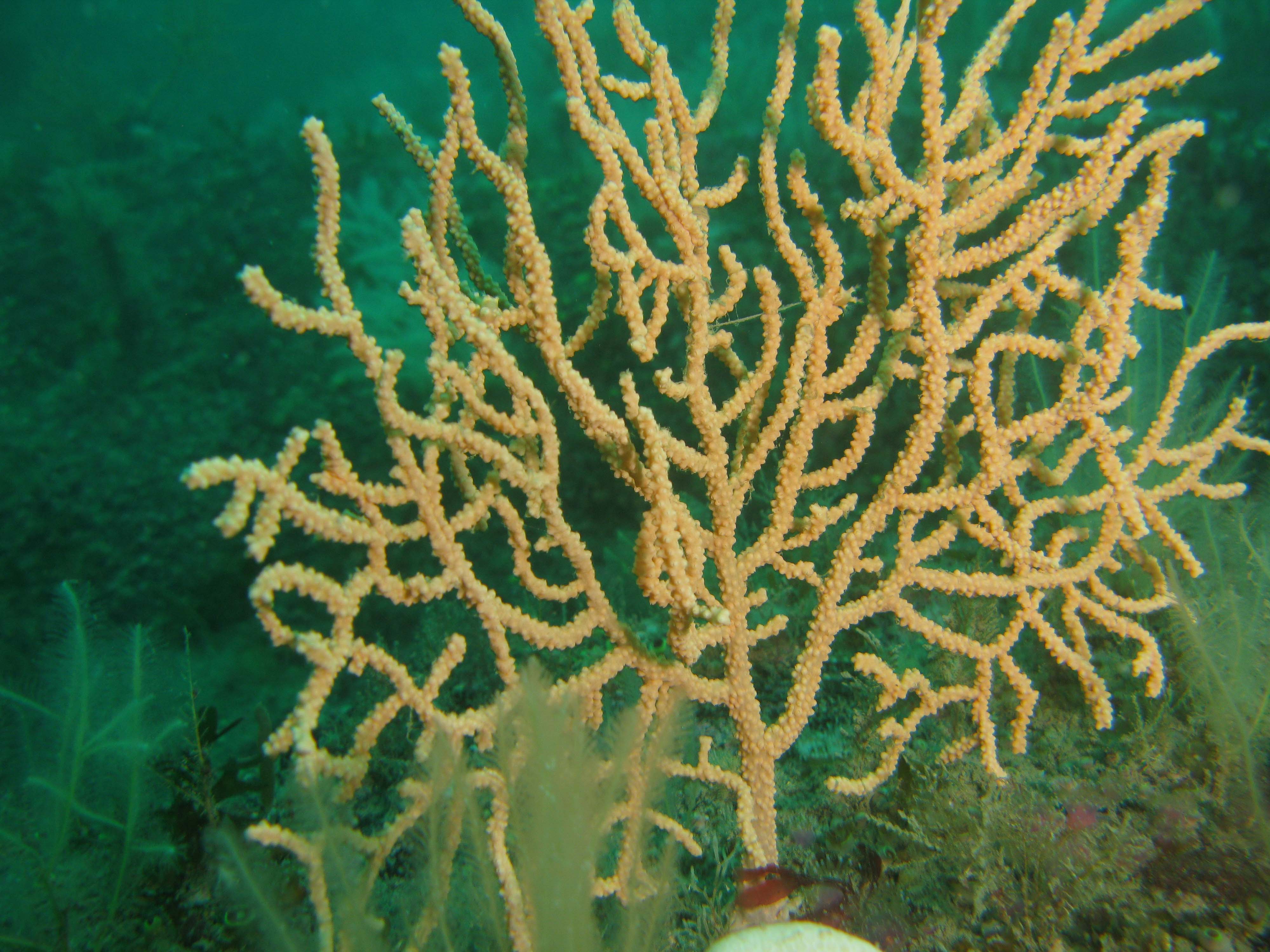 Pink Sea Fan Pink Sea Fan