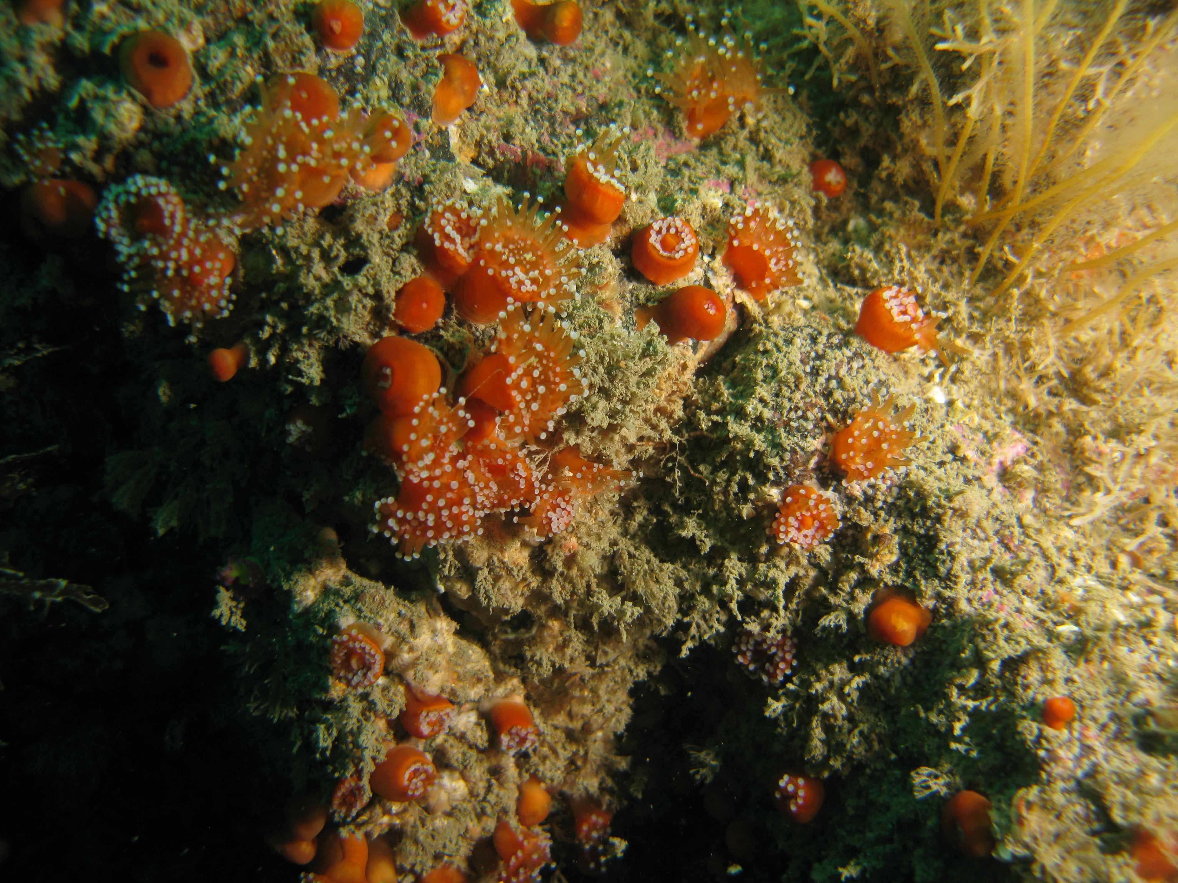 Jewel anemones Jewel anemones