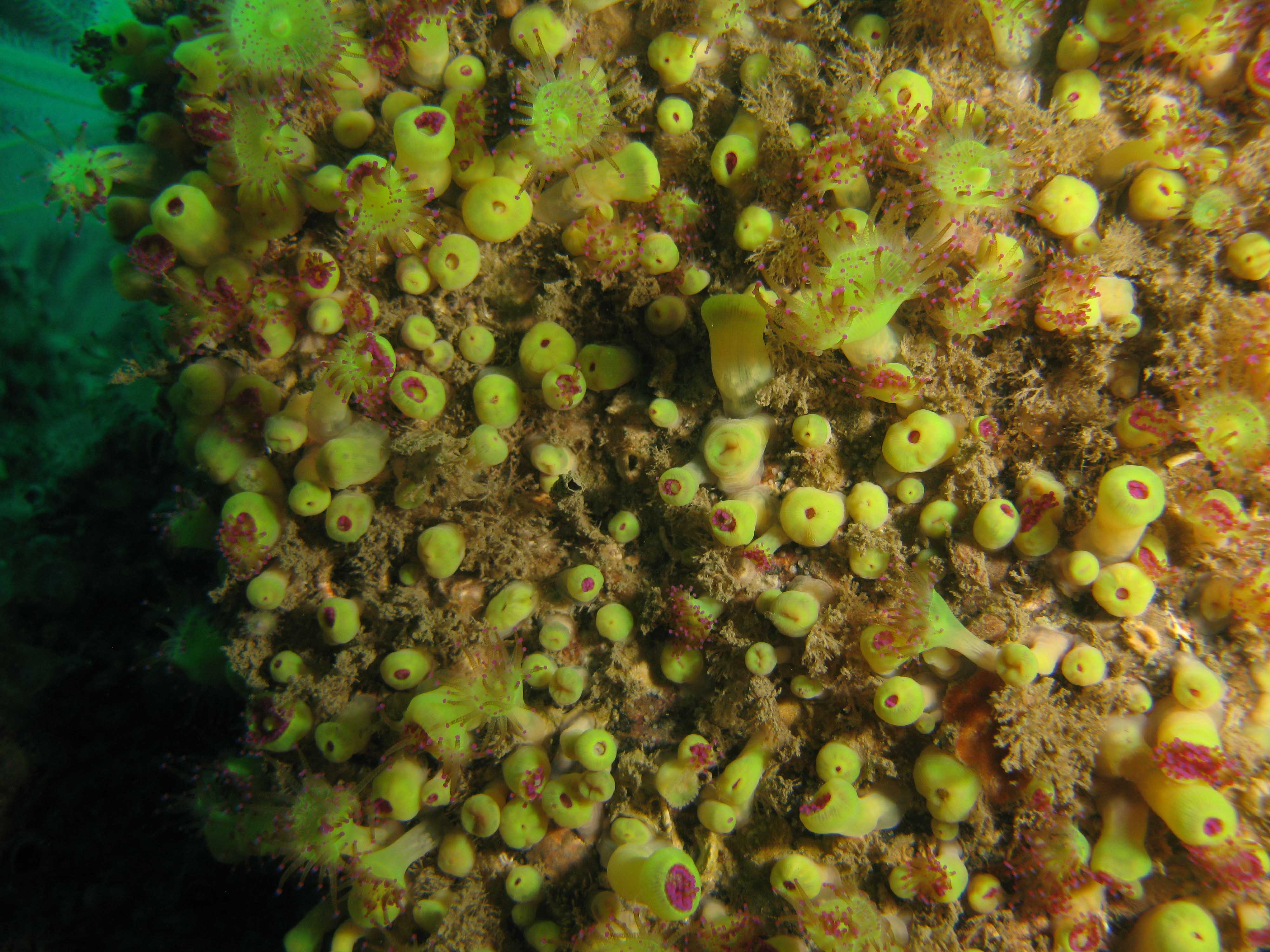 Jewel anemones Jewel anemones