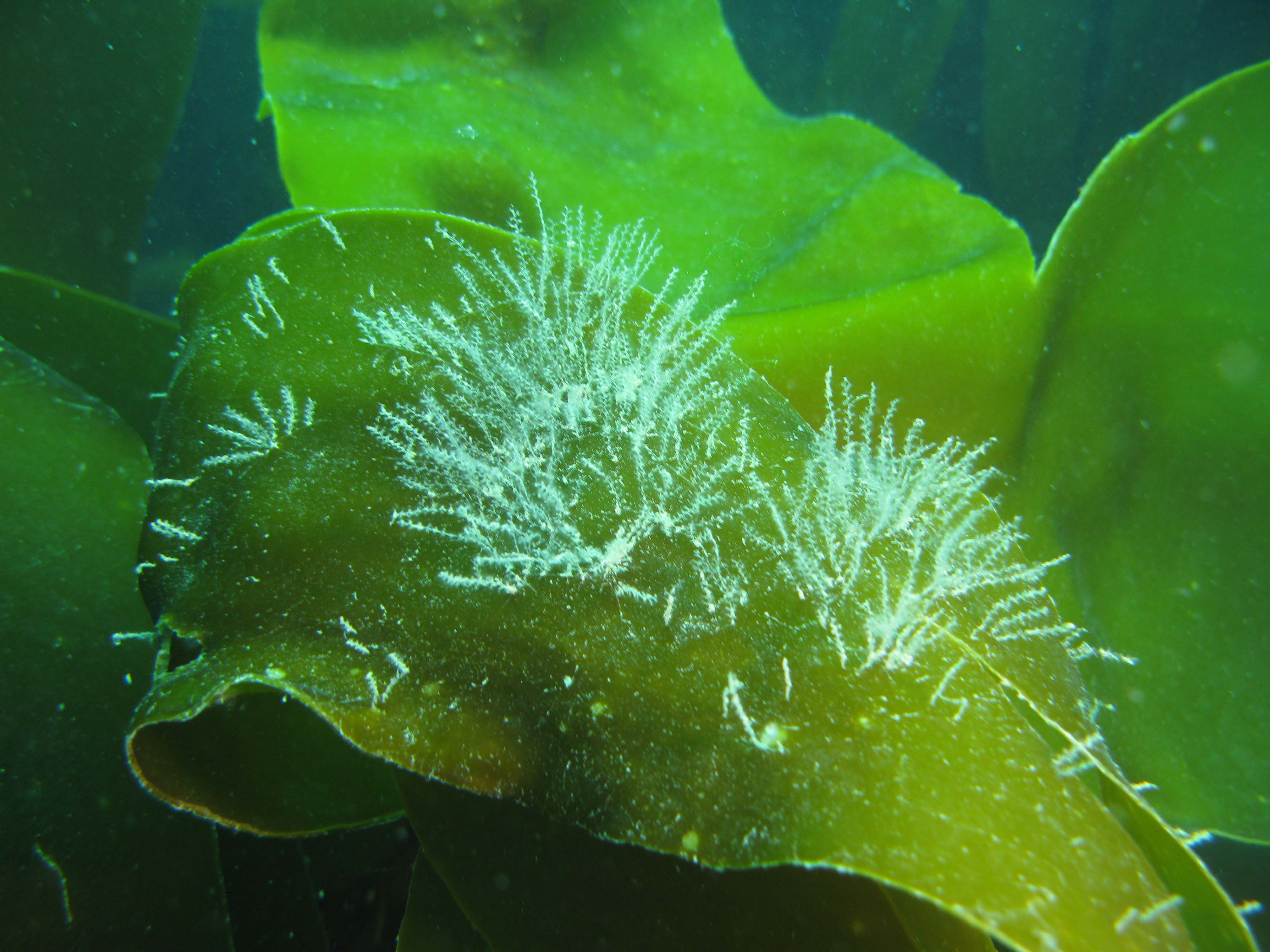 Obelia geniculata on kelp
