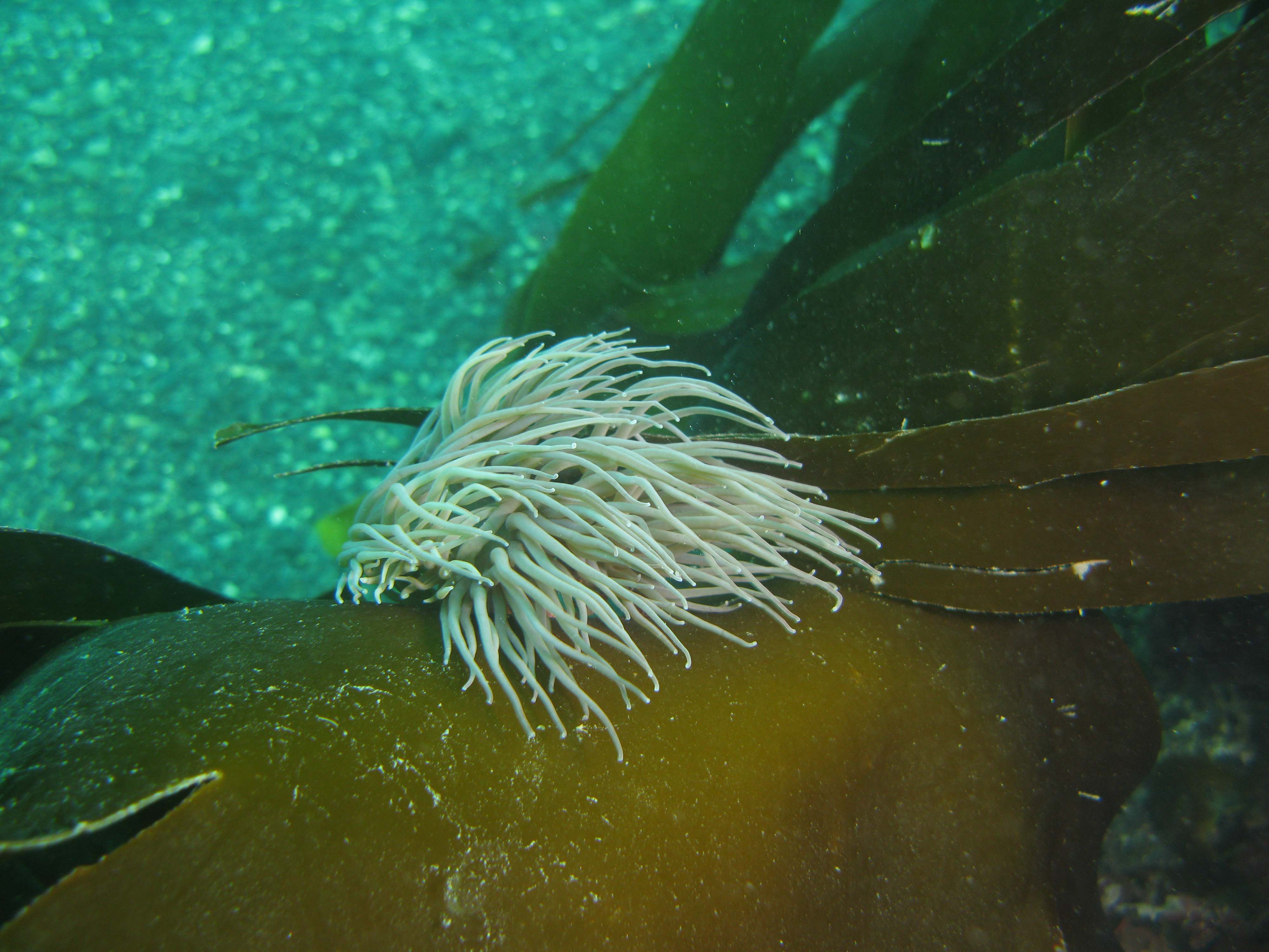 Snakelocks anemone on kelp