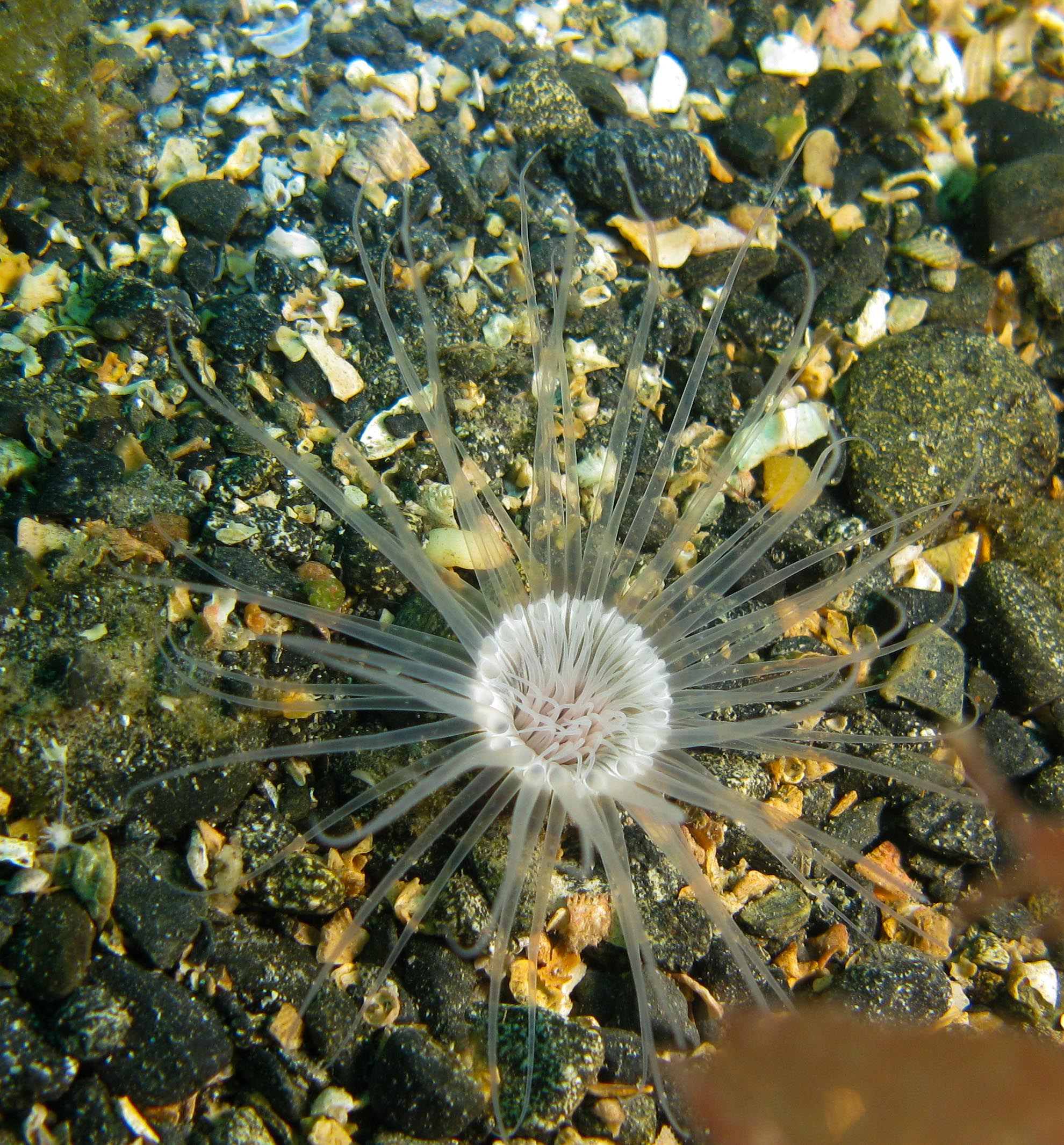 Burrowing anemone (Cerianthus lloydii)