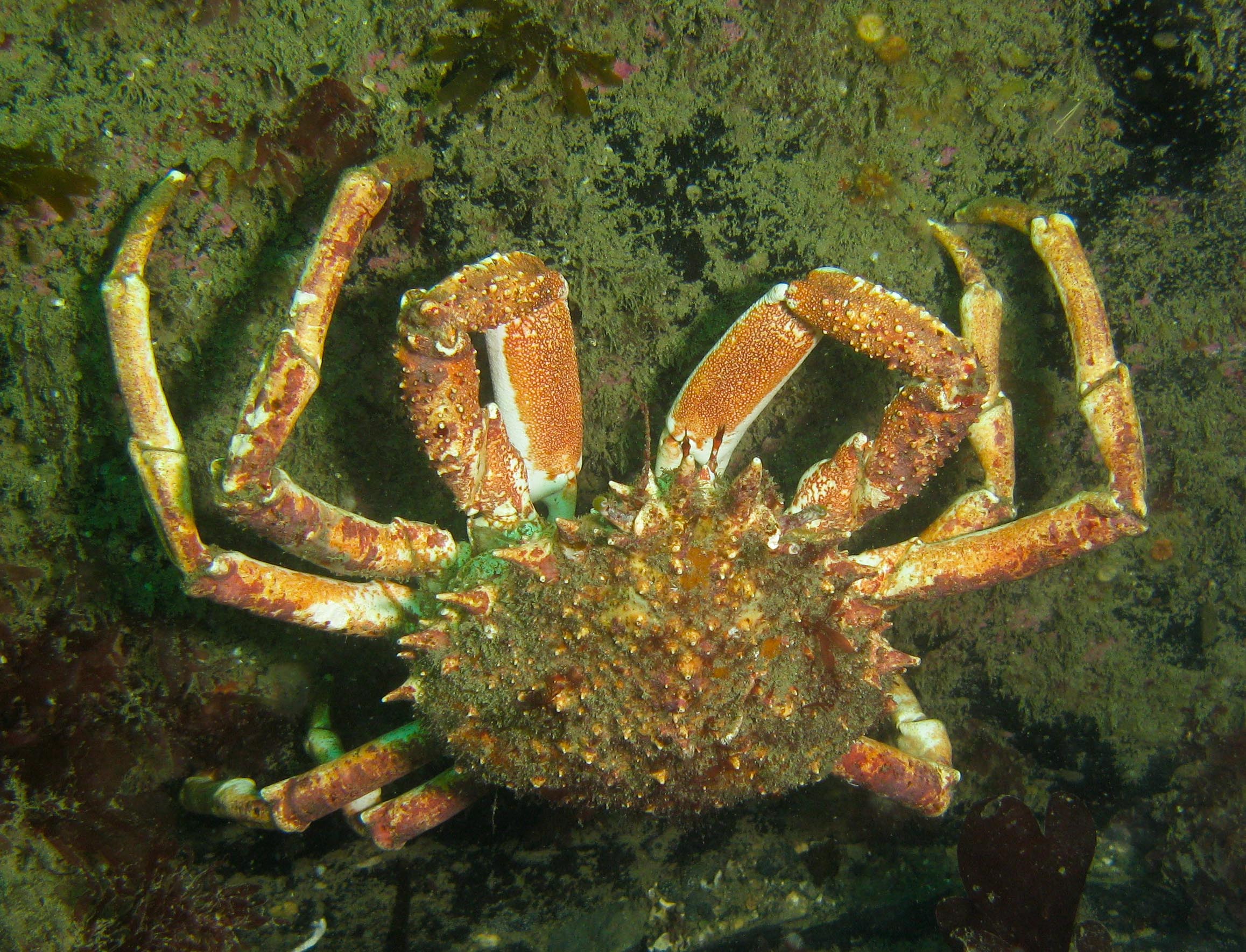 Spider crab