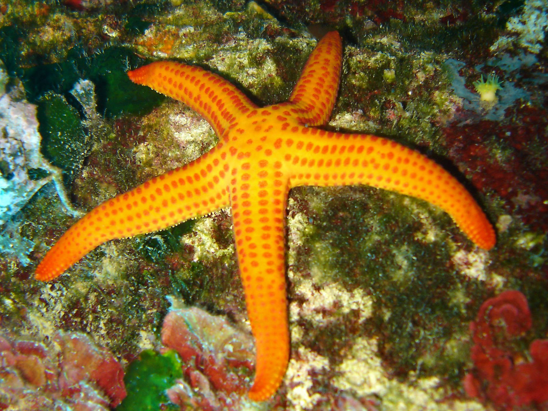 Mediterranean Red Starfish (Echinaster sepositus)