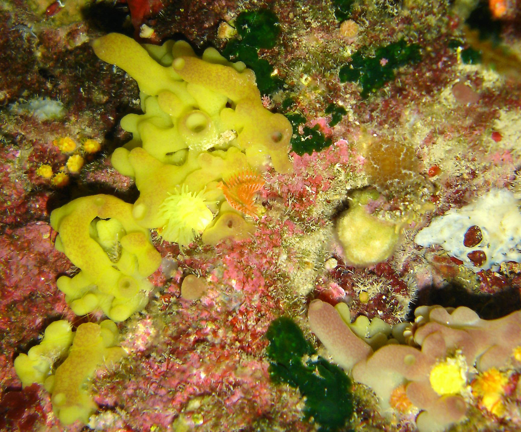 Sponge (Axinella polypoides)