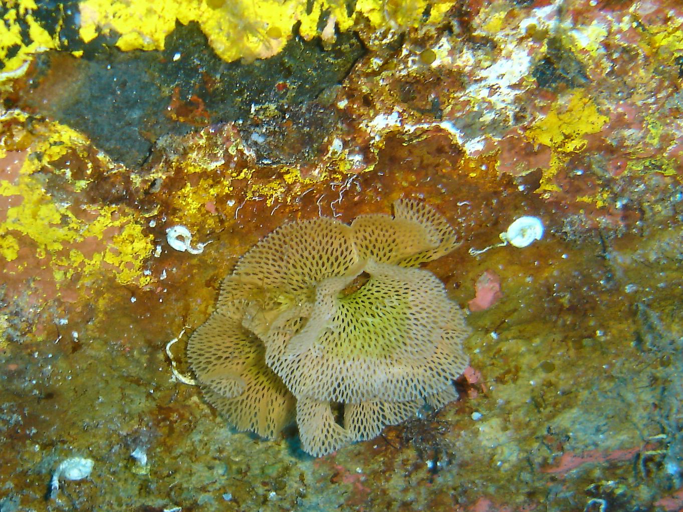 Neptunes Lace (sertella septentrionalis)