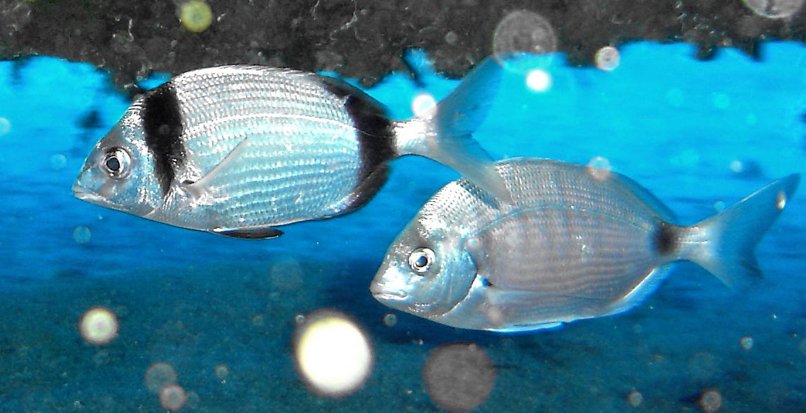 Two-banded bream & White bream