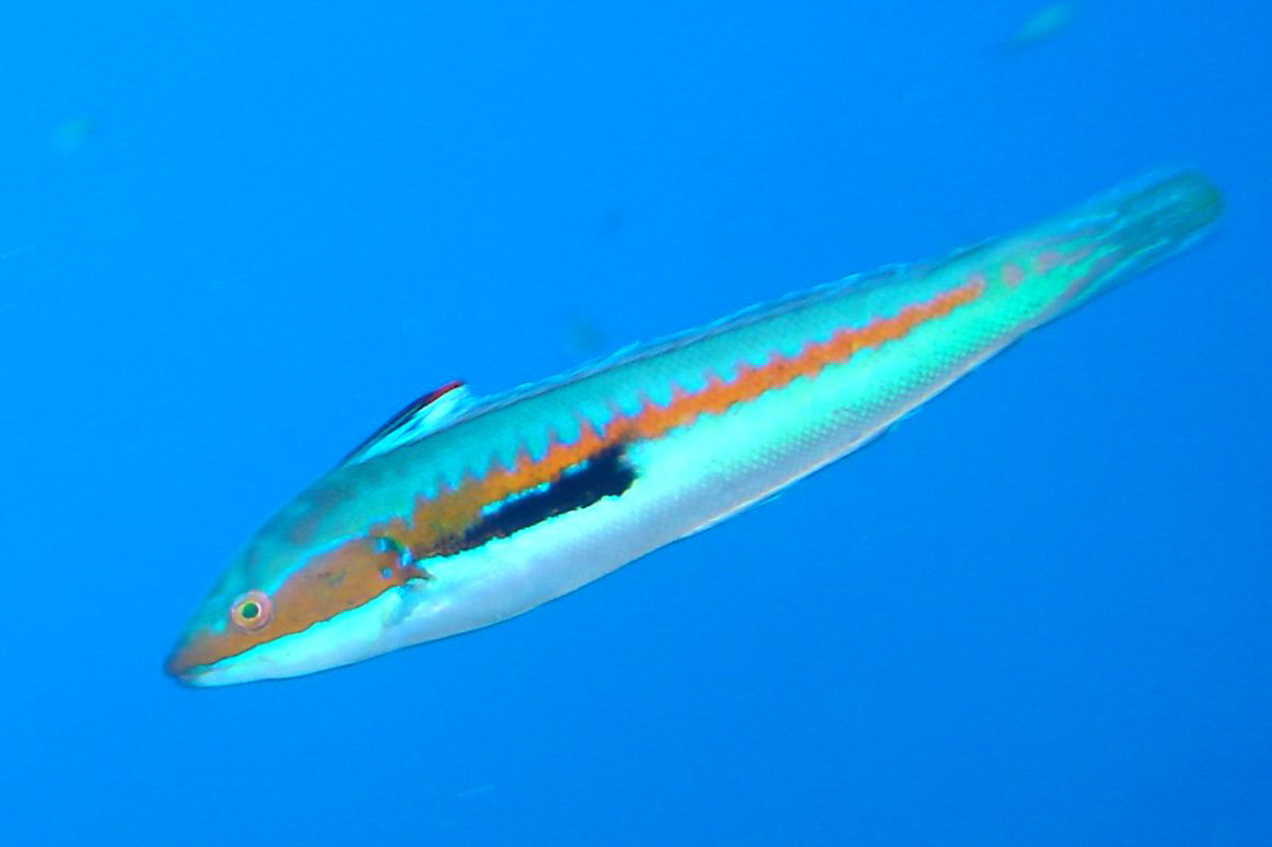 Rainbow wrasse