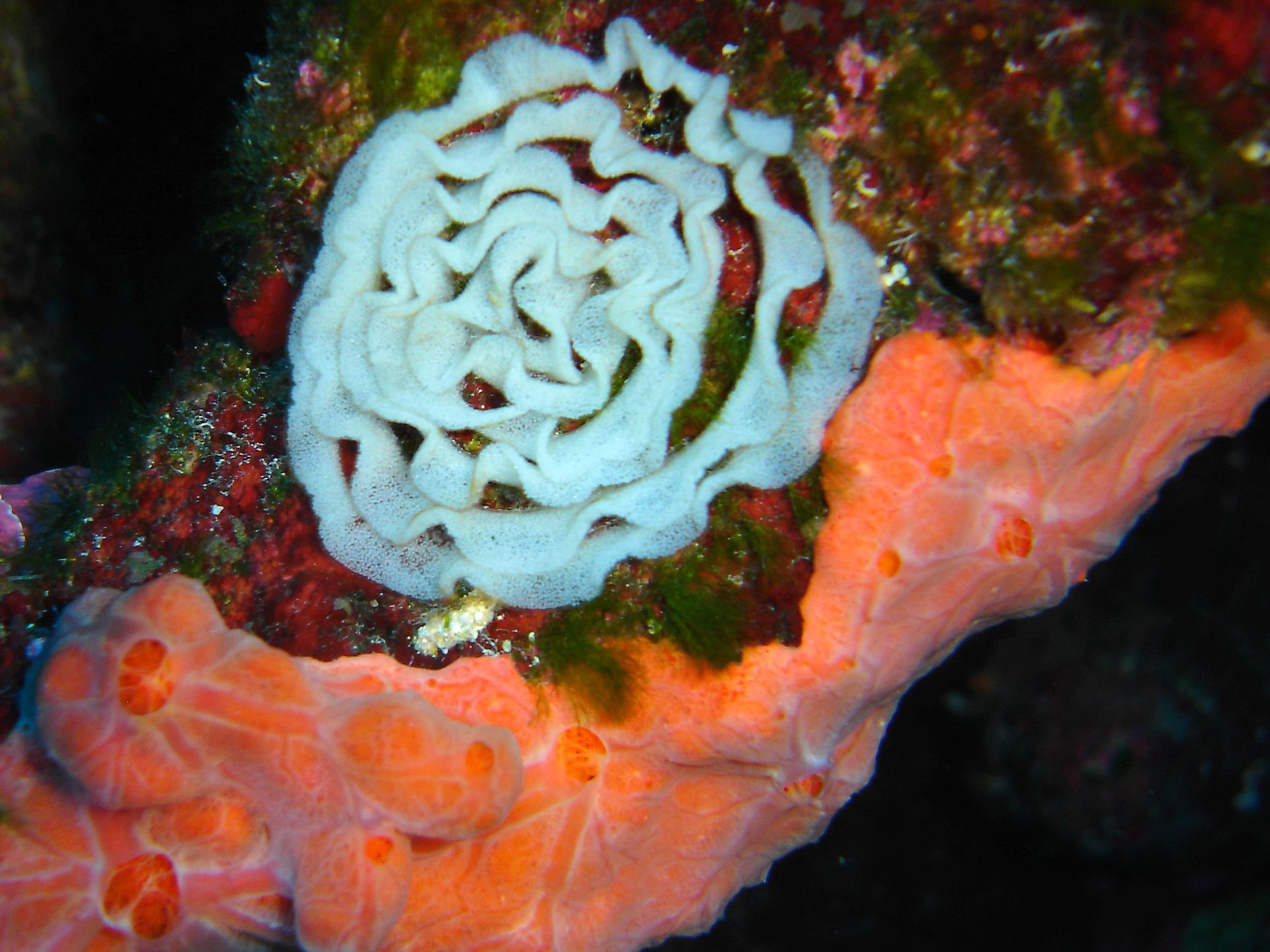Bryozoan & Red encrusting sponge 