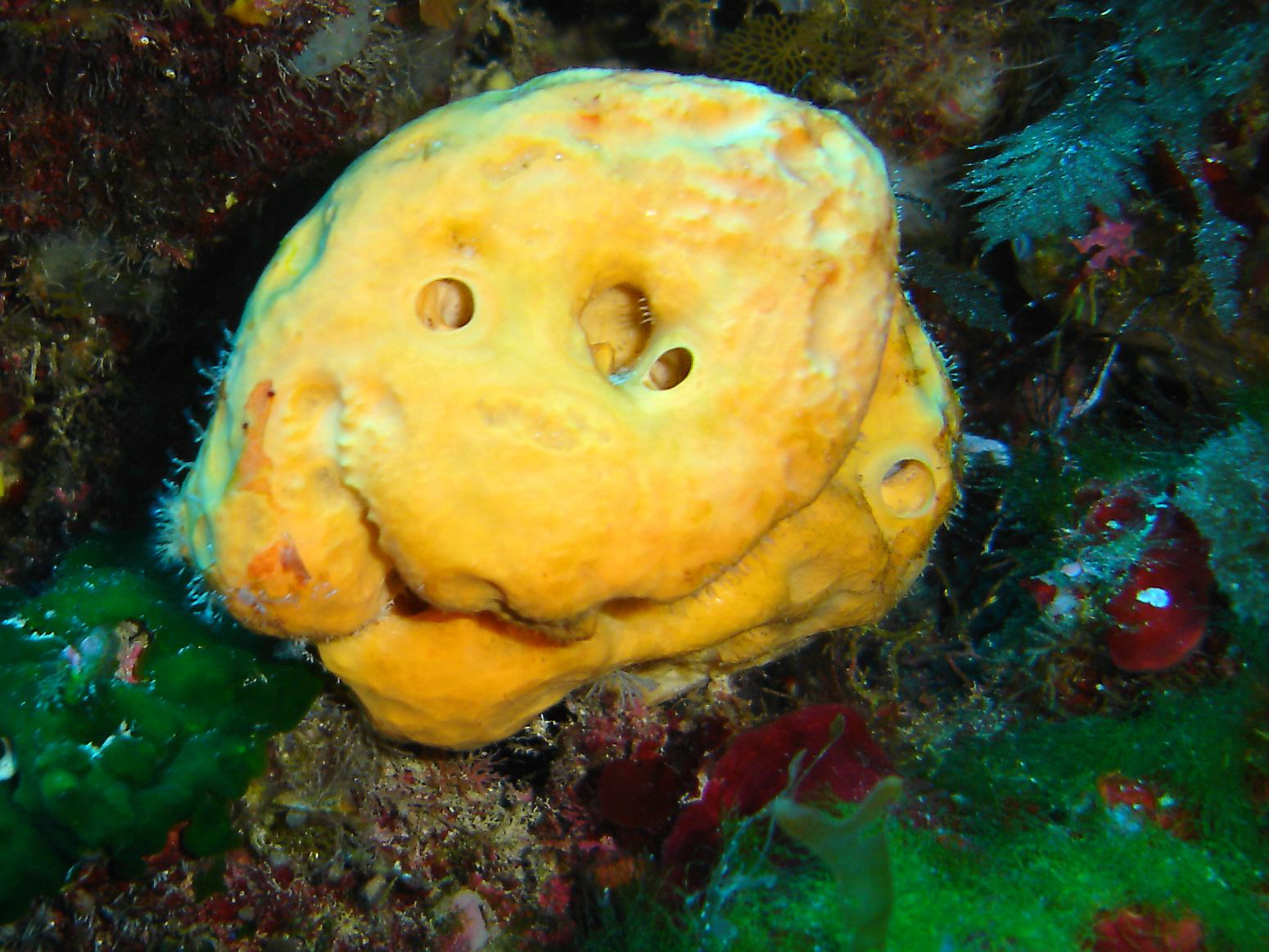Large encrusting sponge