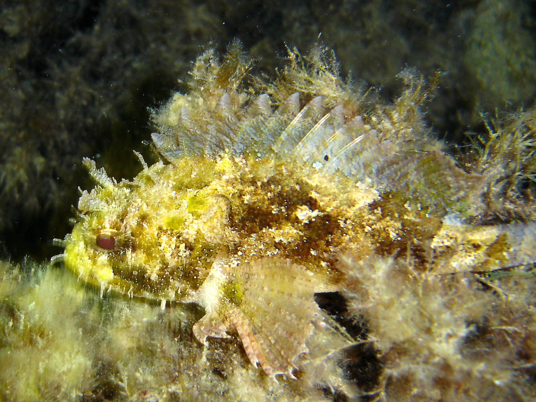 Yellow Scorpion fish (Scorpaena porcus)