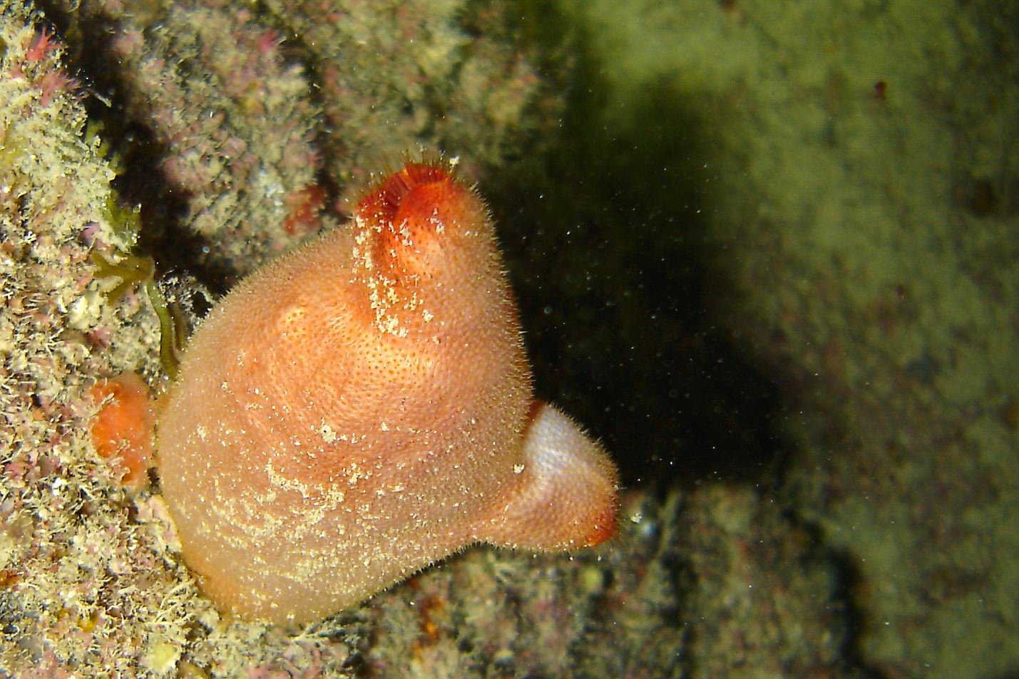 Sea potato (Halocinthya papillosa)