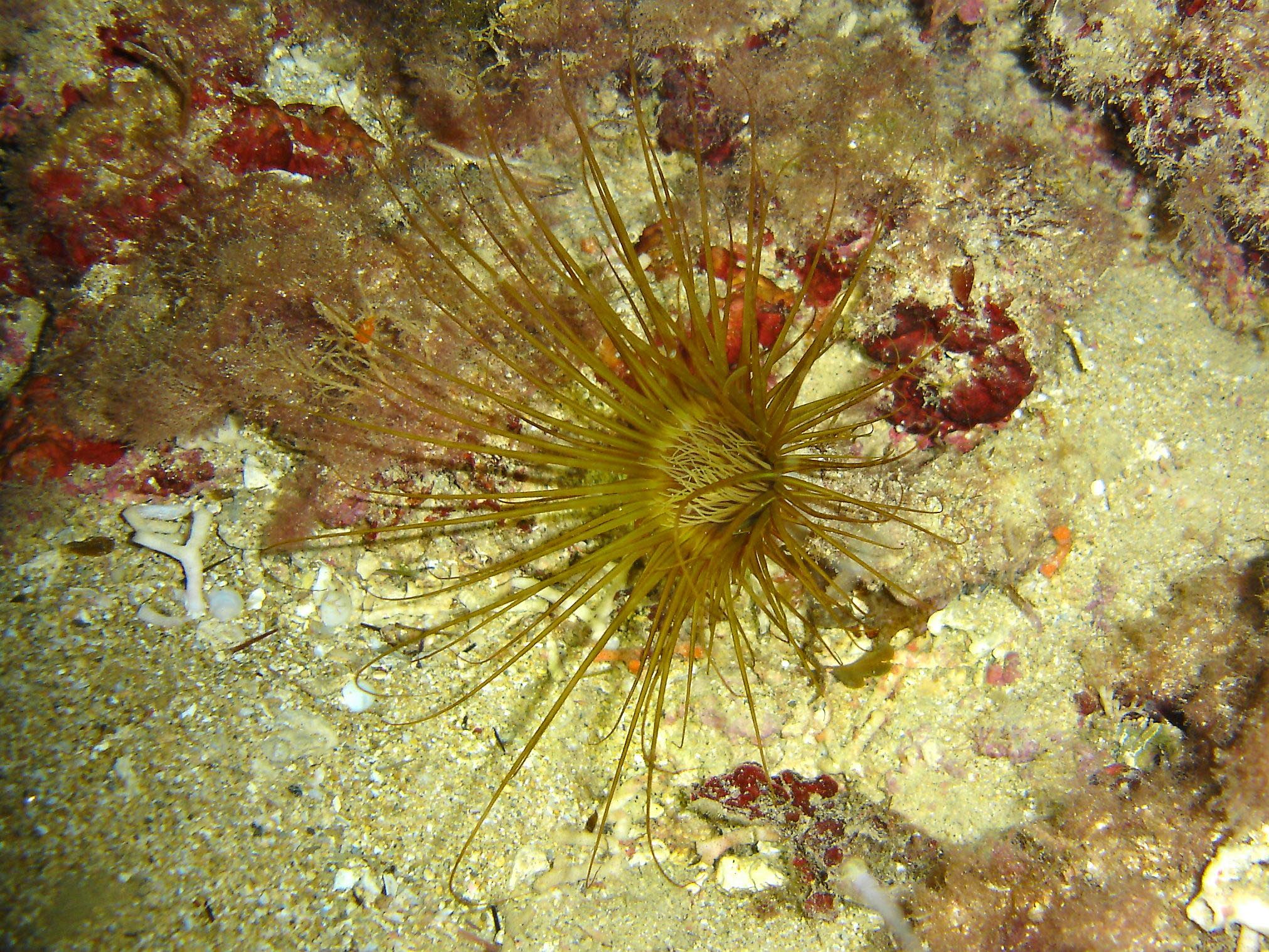 Fireworks anemone (Cerianthus membranaceus)