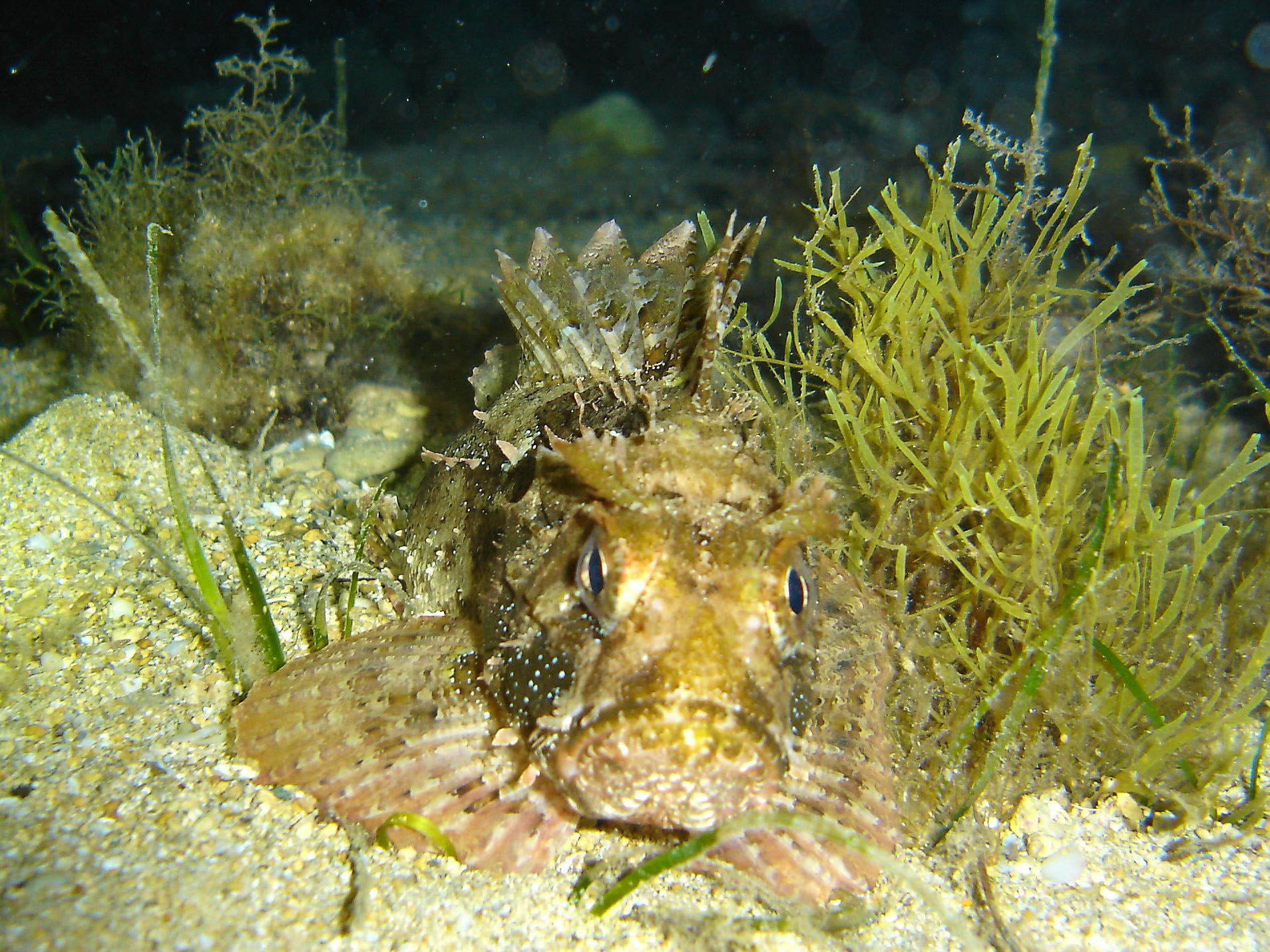 Yellow Scorpion fish (Scorpaena porcus)