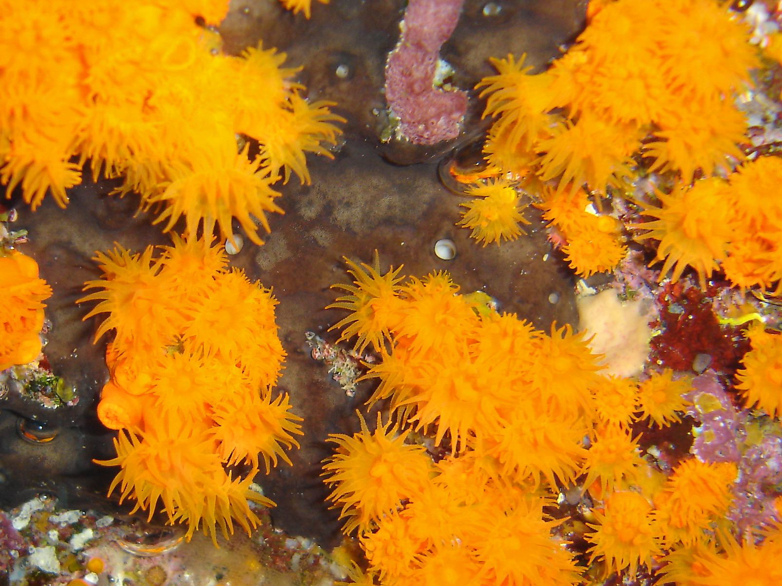 Star coral (Astroides calycularis)